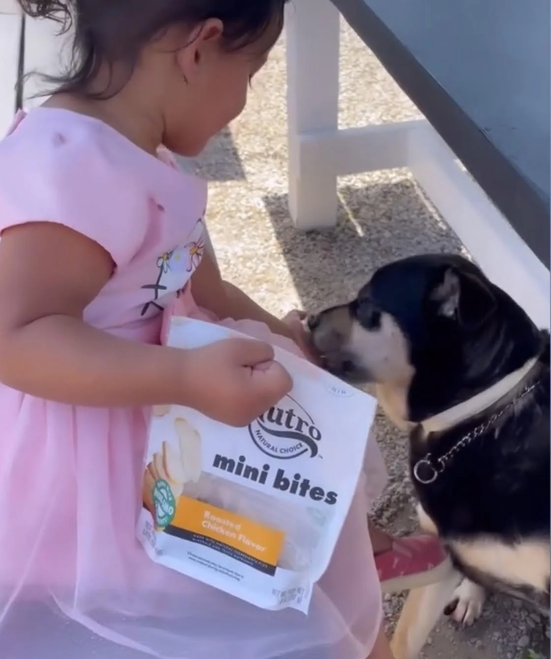 Child feeding a dog with pet treats outdoors