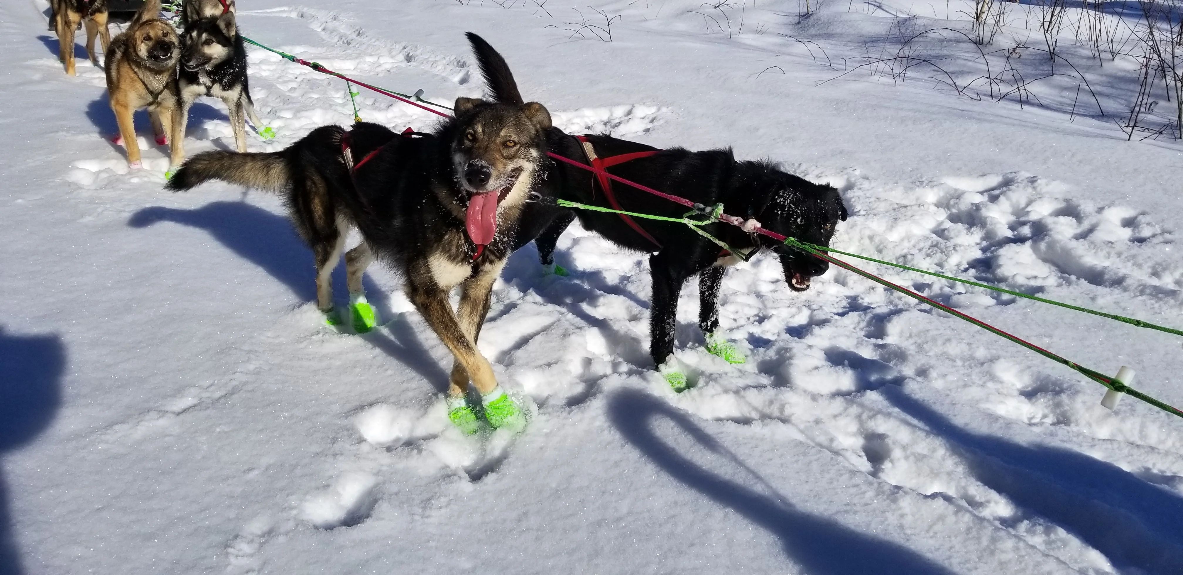 A view from a dog sled, showing a line of dogs pulling the sled through a snowy forest path.