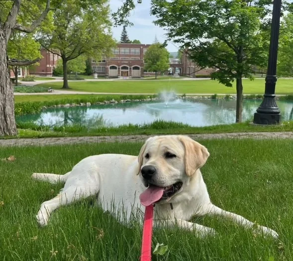 Labrador retriever relaxing on grass by a pond