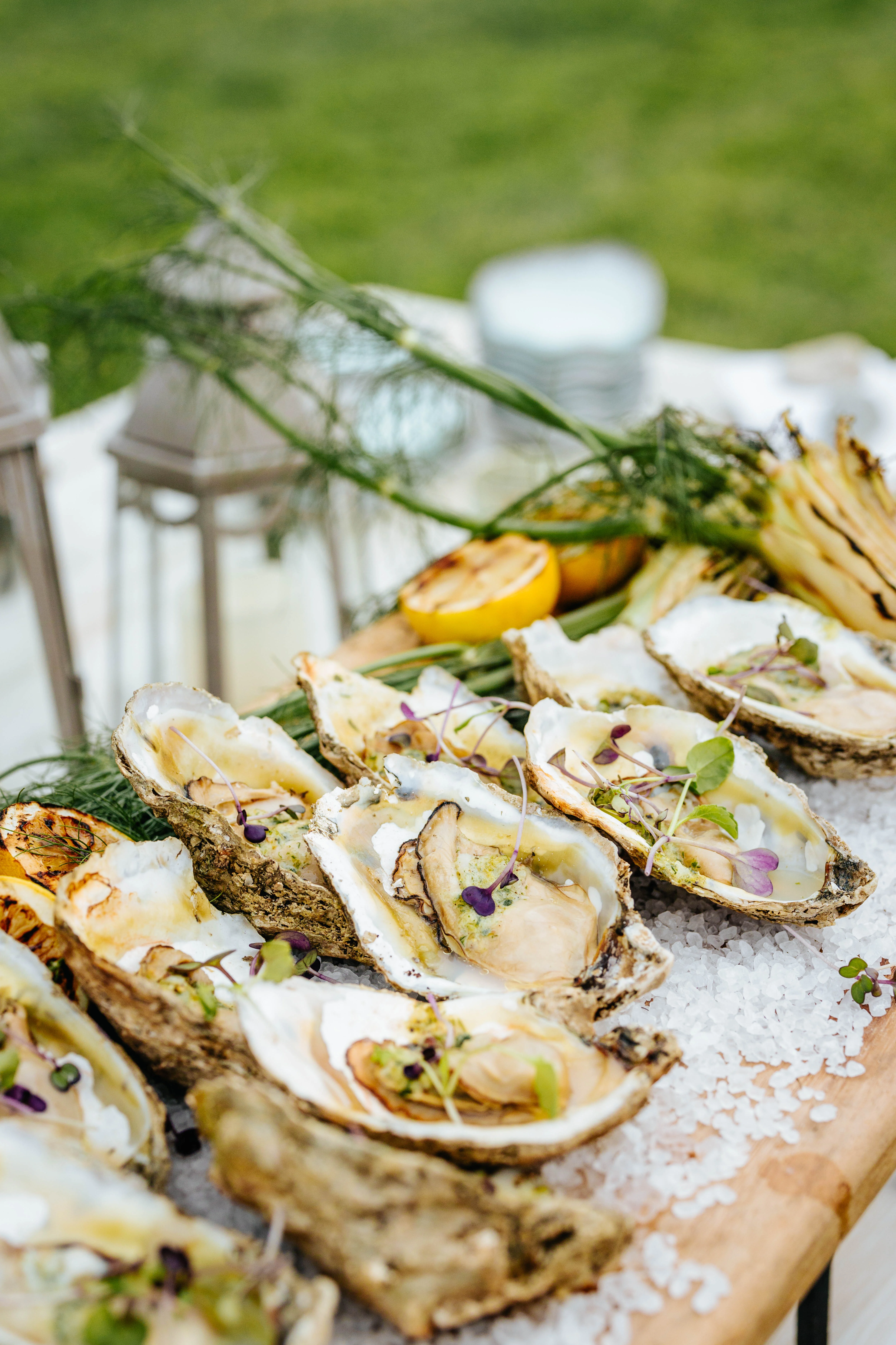 Freshly shucked oysters on a bed of ice