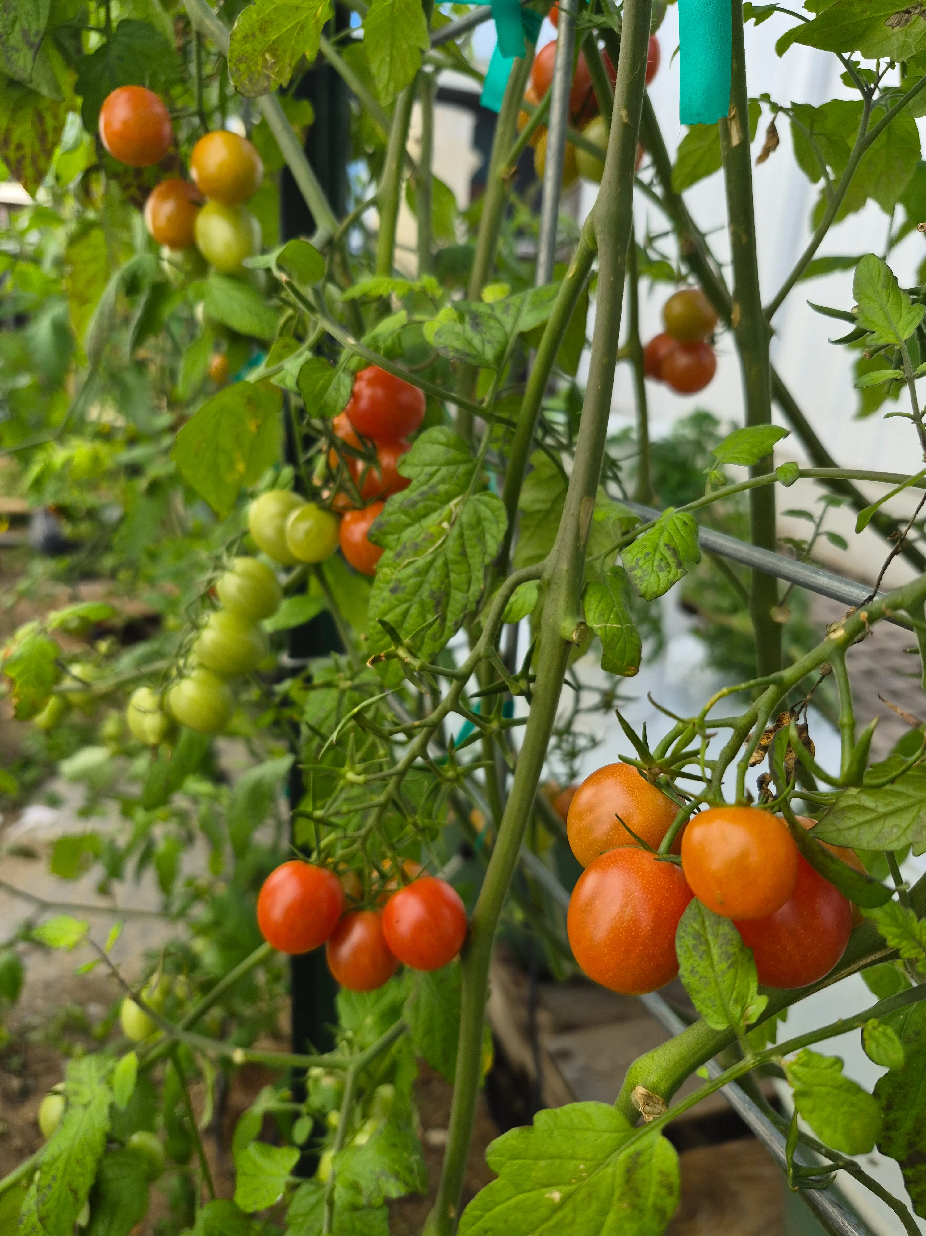 Vibrant cherry tomatoes ripening on the vine in a greenhouse