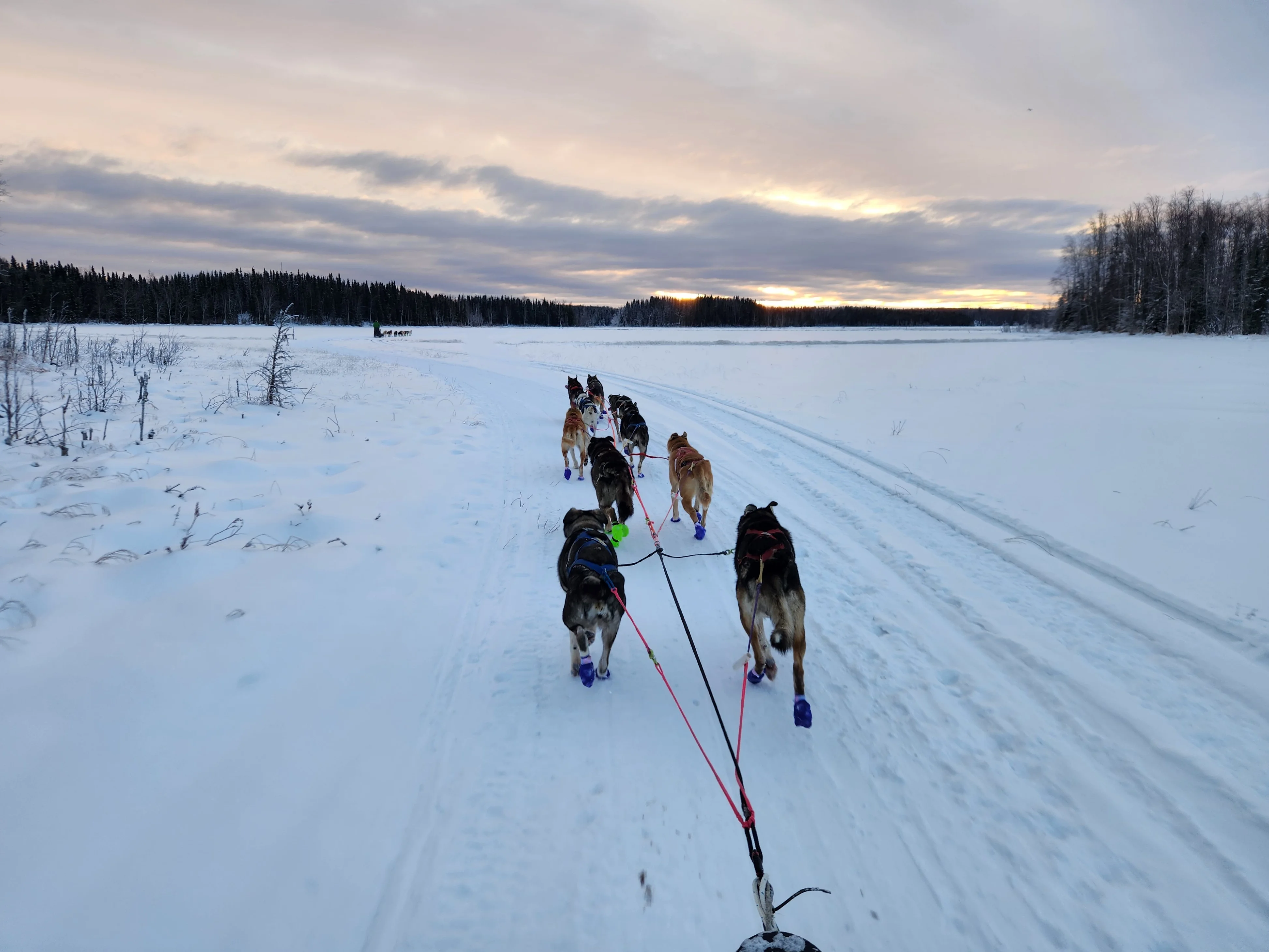 A line of dogs in harness, running along a snowy trail under a colorful sunset sky.