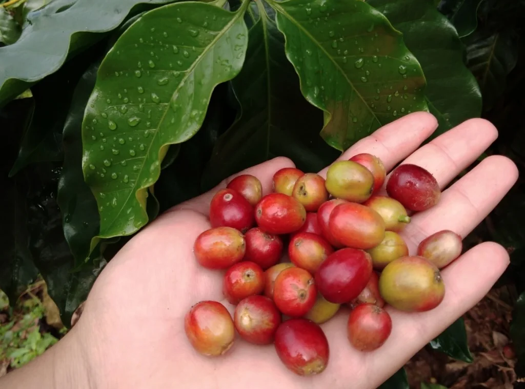 Freshly harvested coffee cherries on a hand