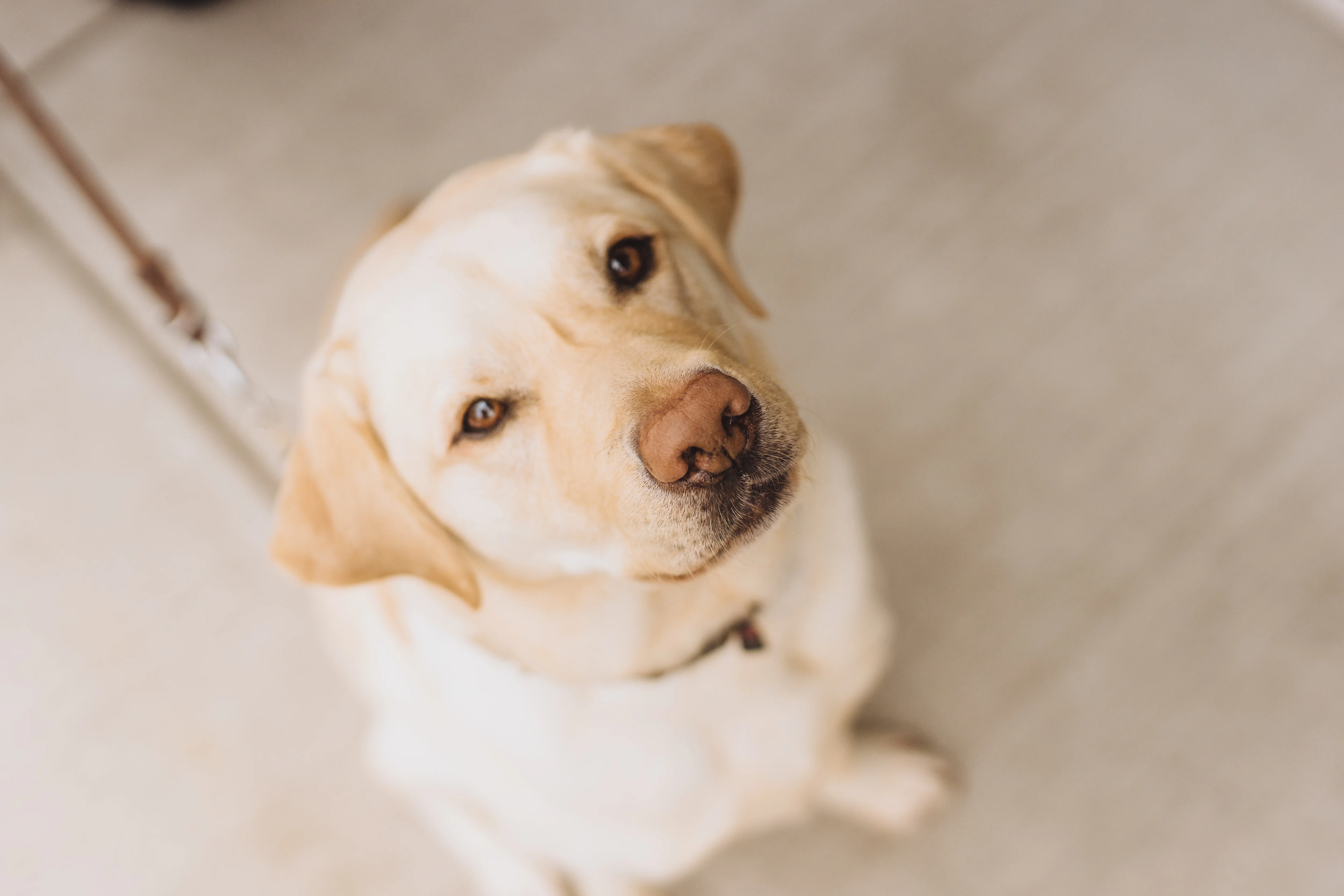 Friendly yellow Labrador retriever looking up
