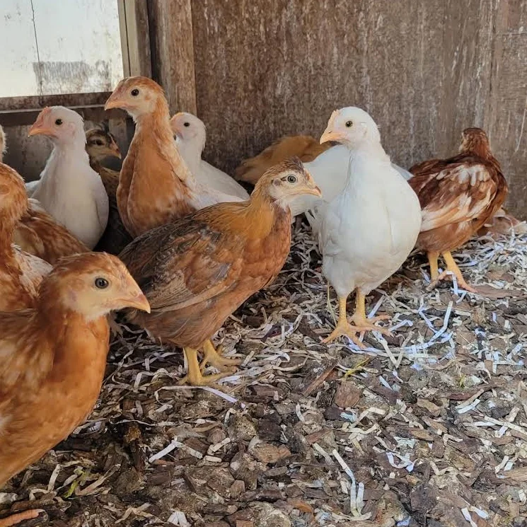 Group of young chickens in a rustic coop