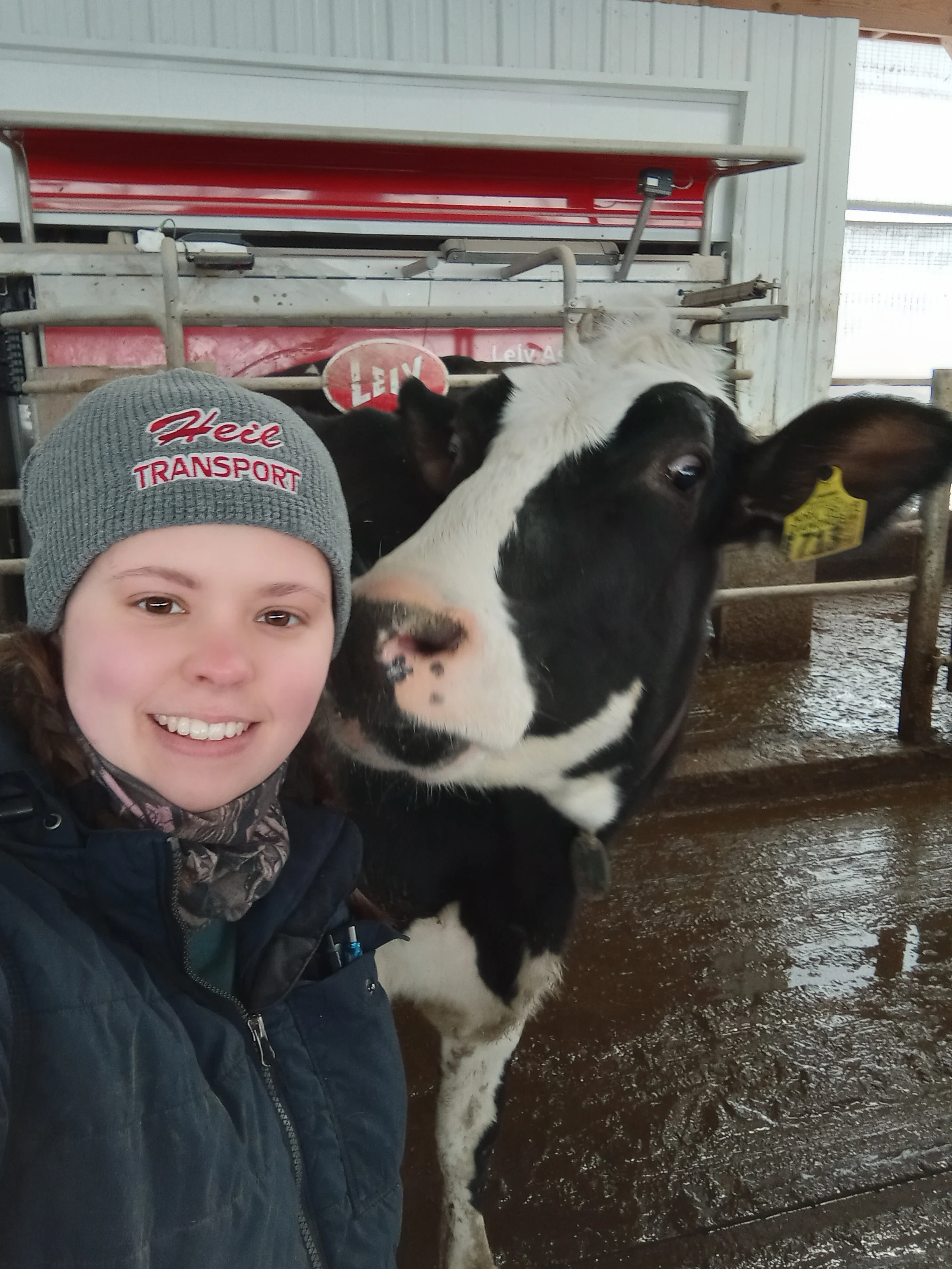 Person taking a selfie with a friendly cow on a farm