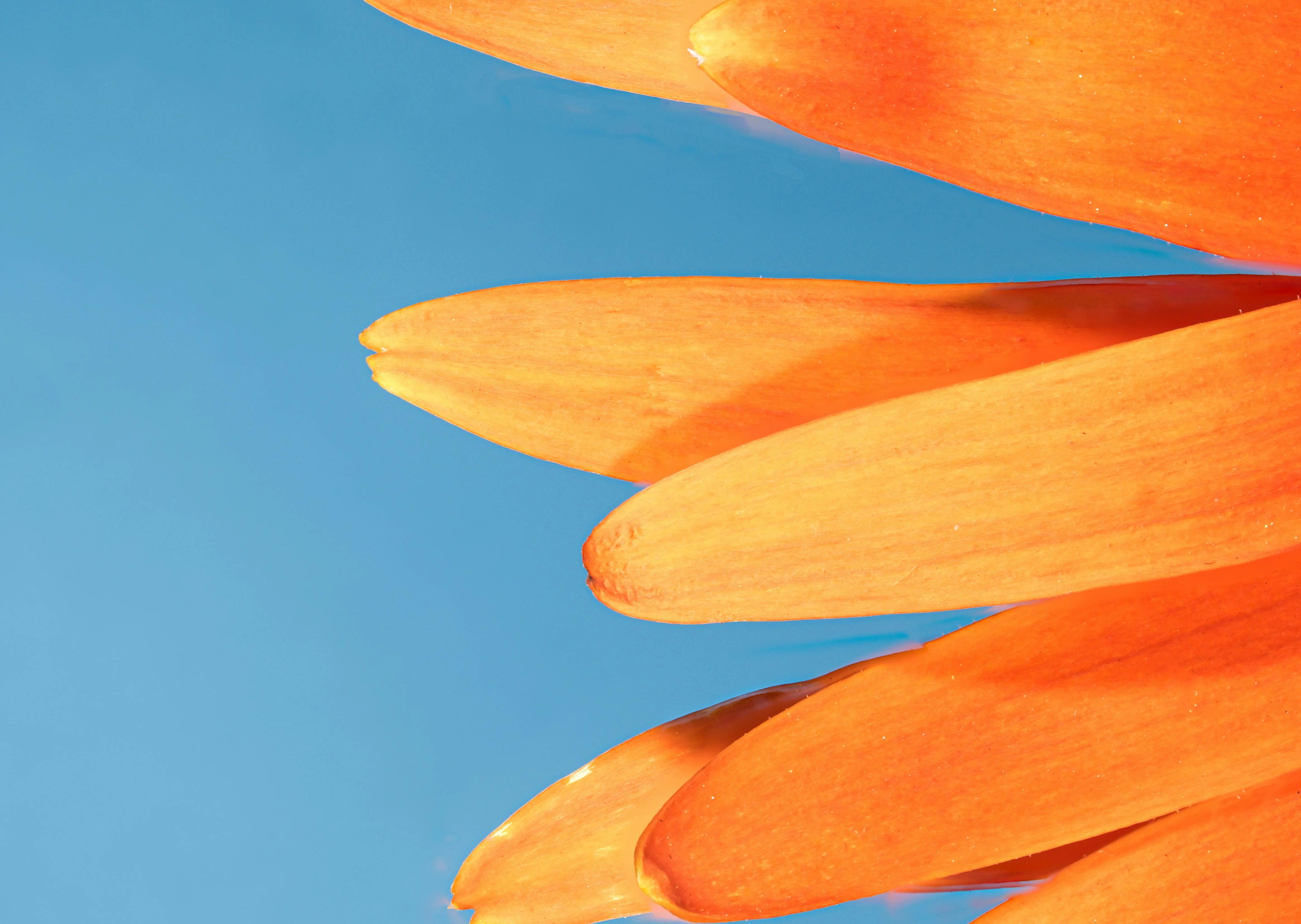 Close-up of vibrant orange flower petals against a blue background