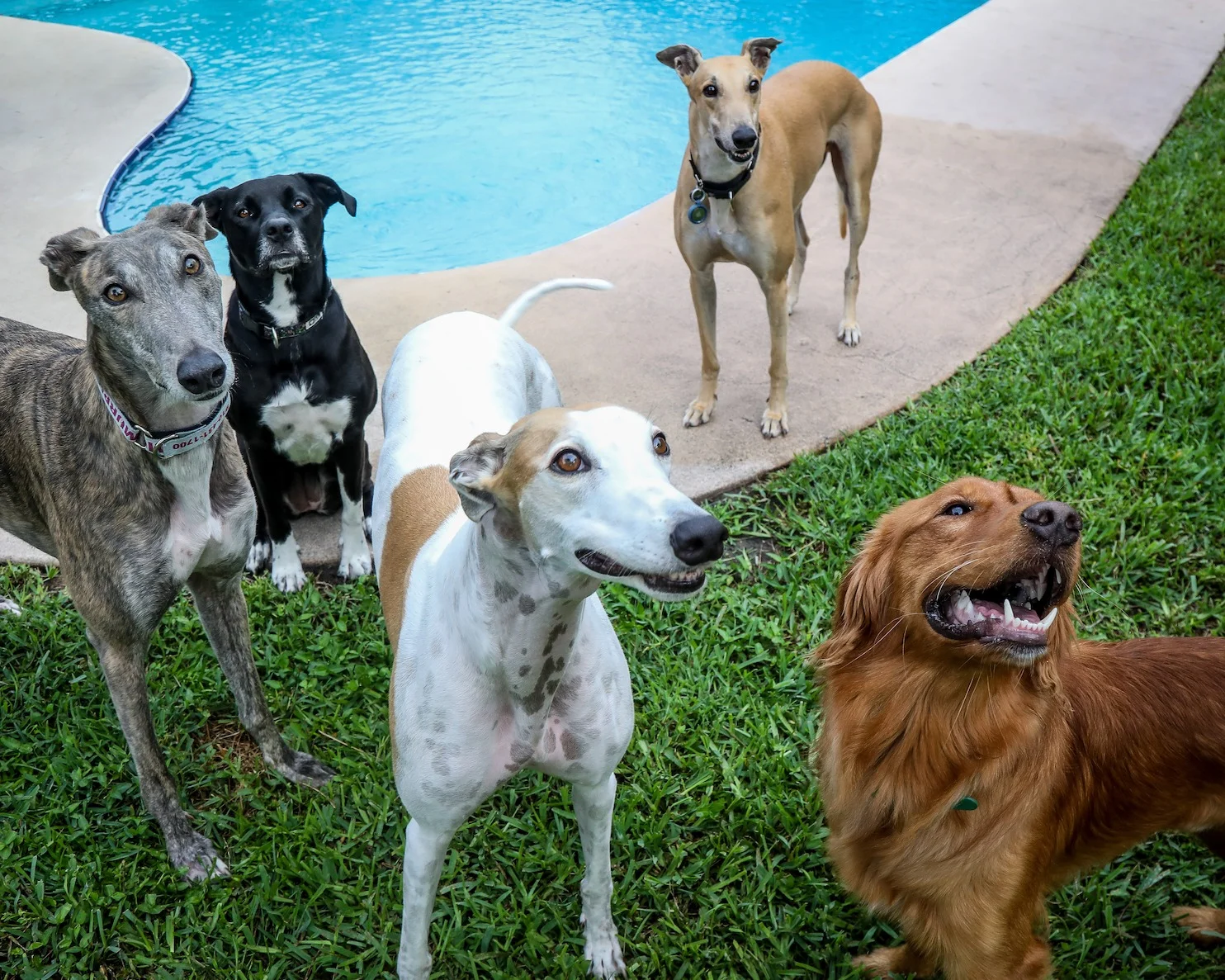 Group of playful dogs by a swimming pool