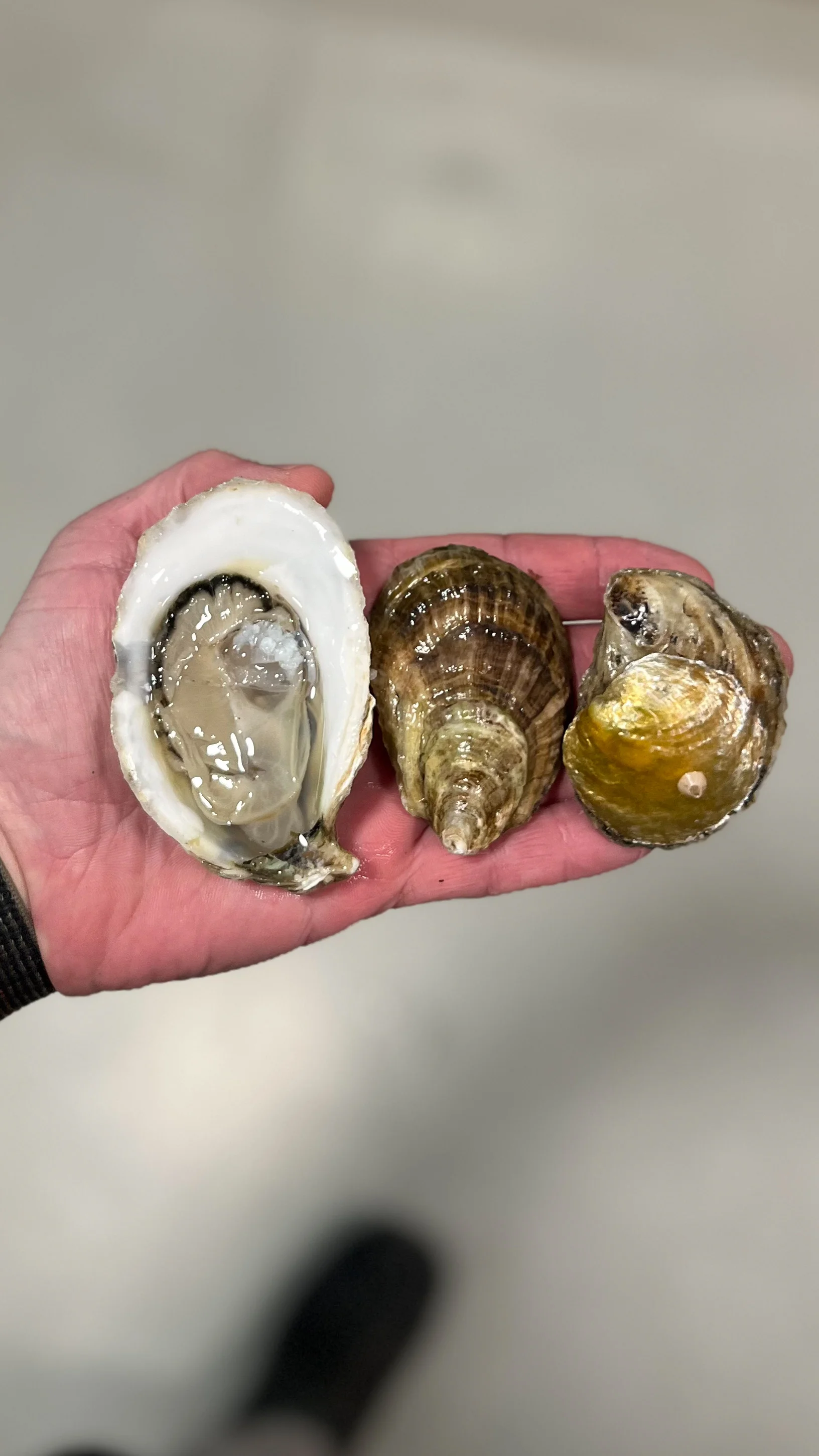 Fresh oysters and shellfish in hand