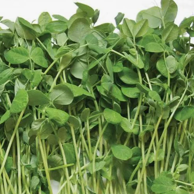 Fresh pea shoots, a vibrant addition to salads and dishes