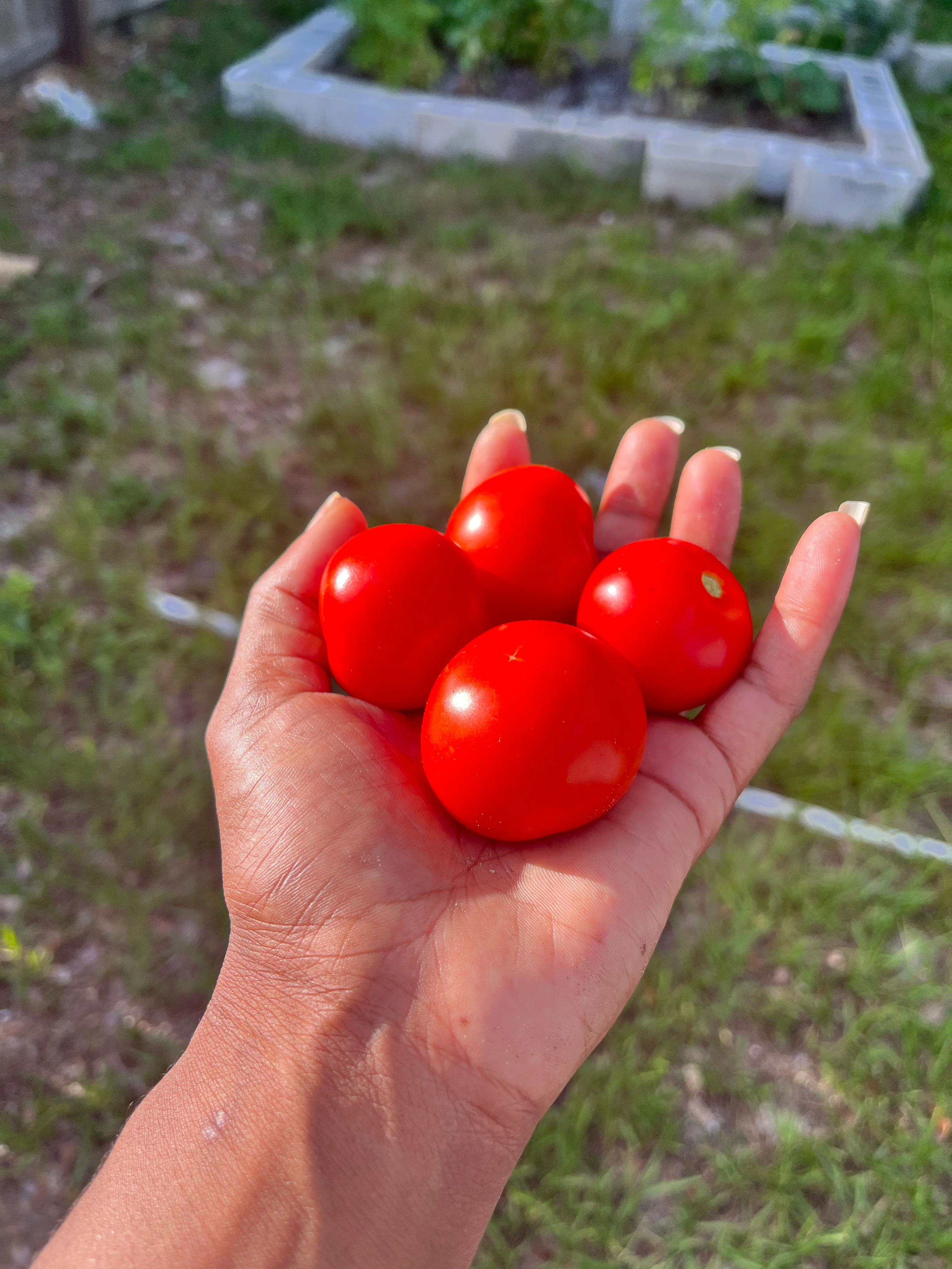 Freshly harvested cherry tomatoes in hand