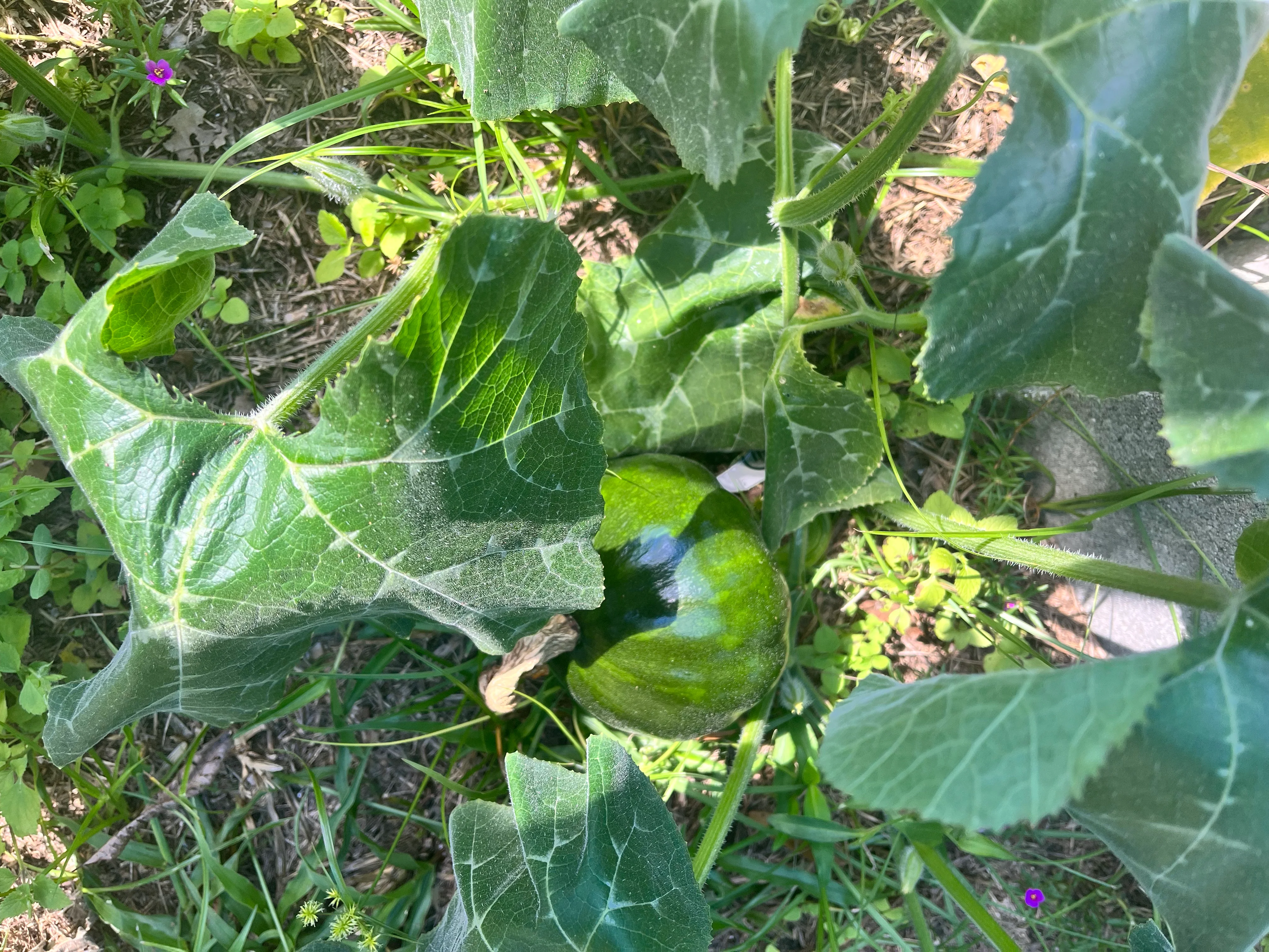 Green pumpkin growing among lush leaves in a garden