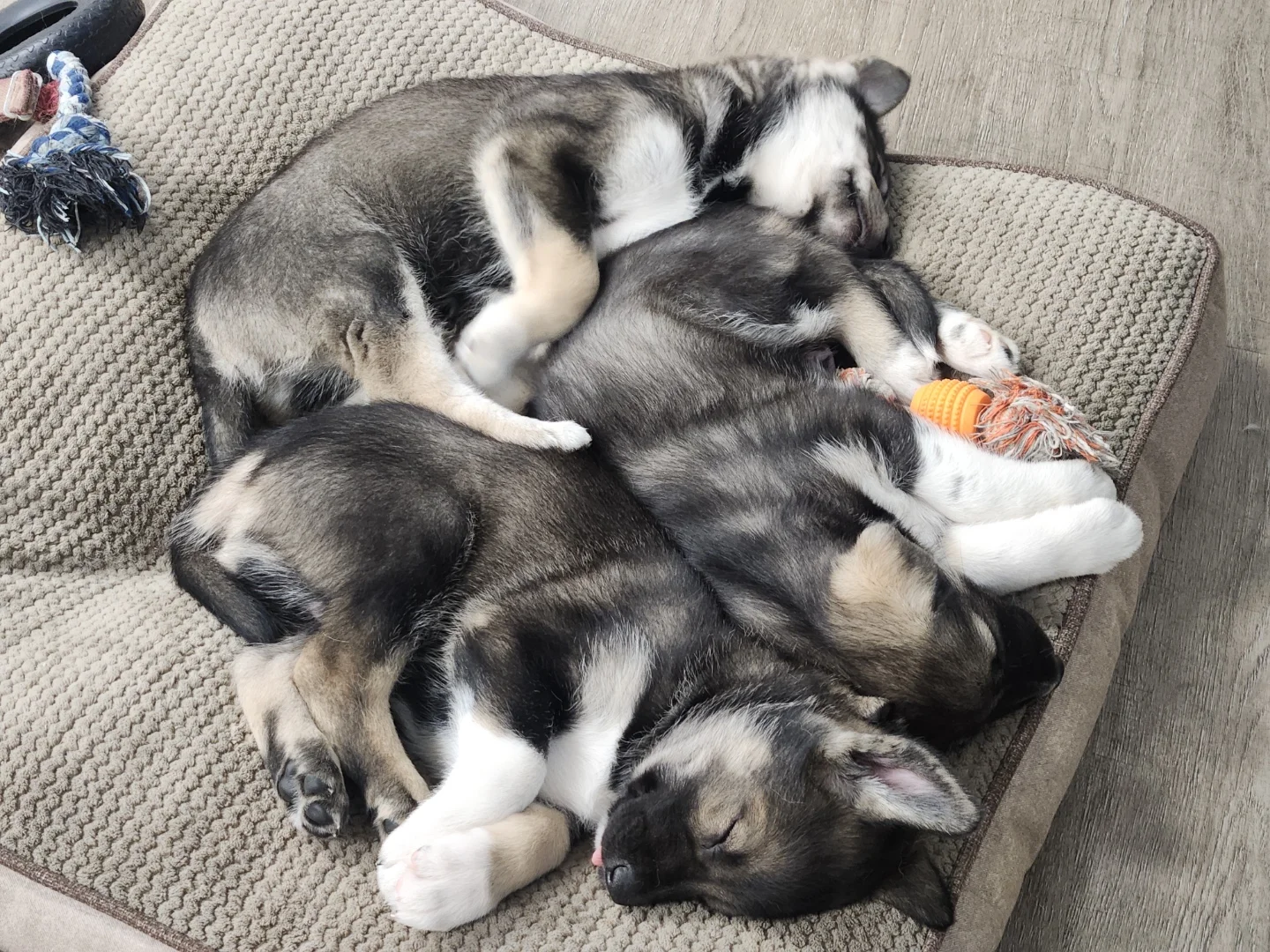Puppy Pile