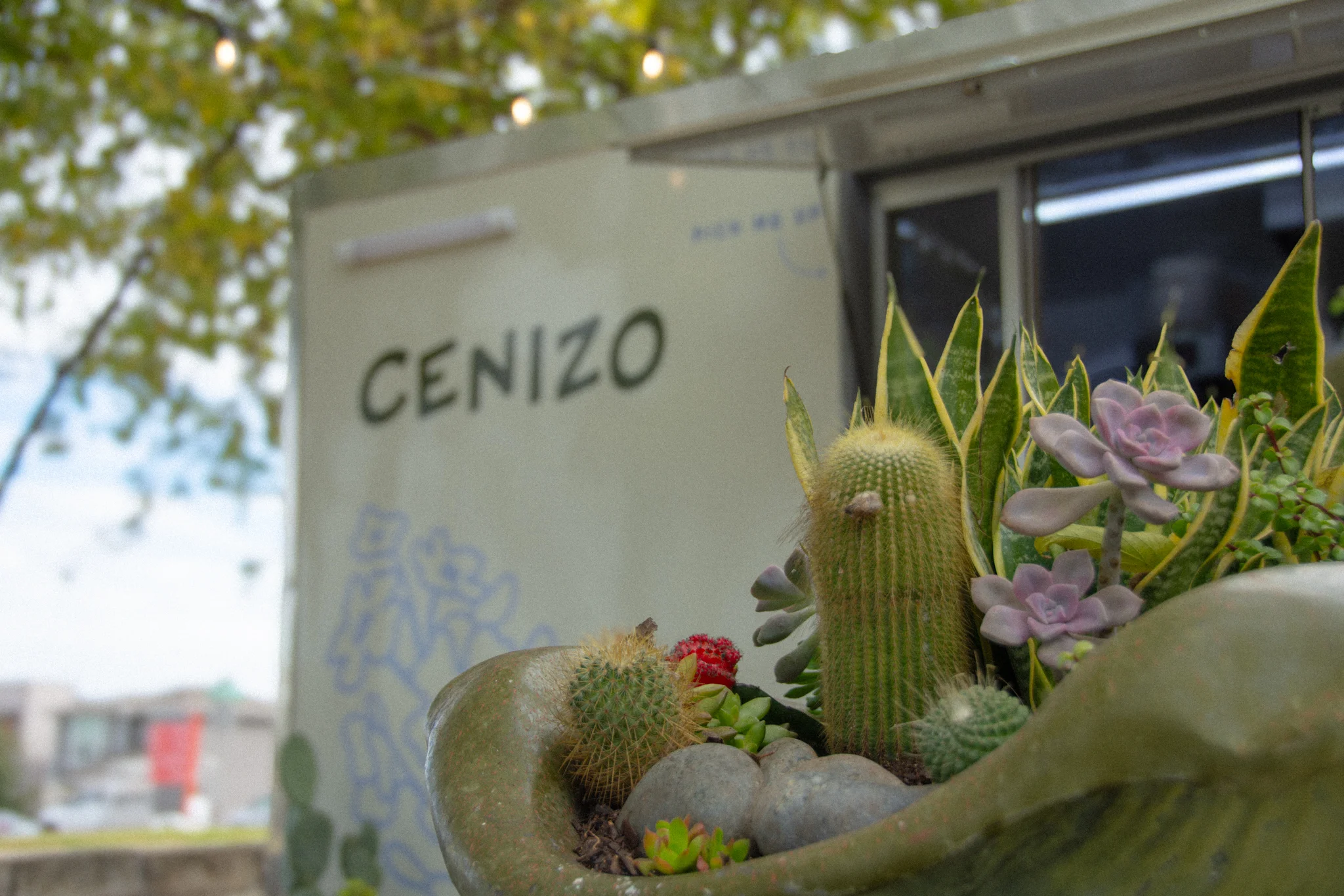 Cactus and succulents in a decorative planter at a food truck