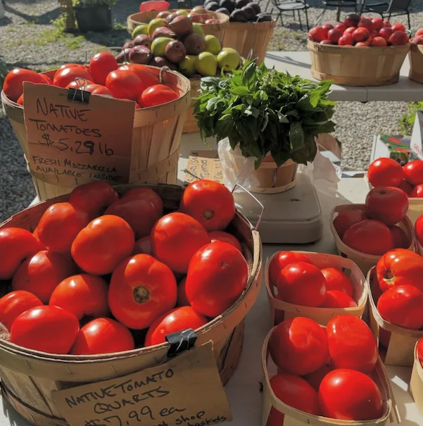 Fresh native tomatoes at a local farmers market