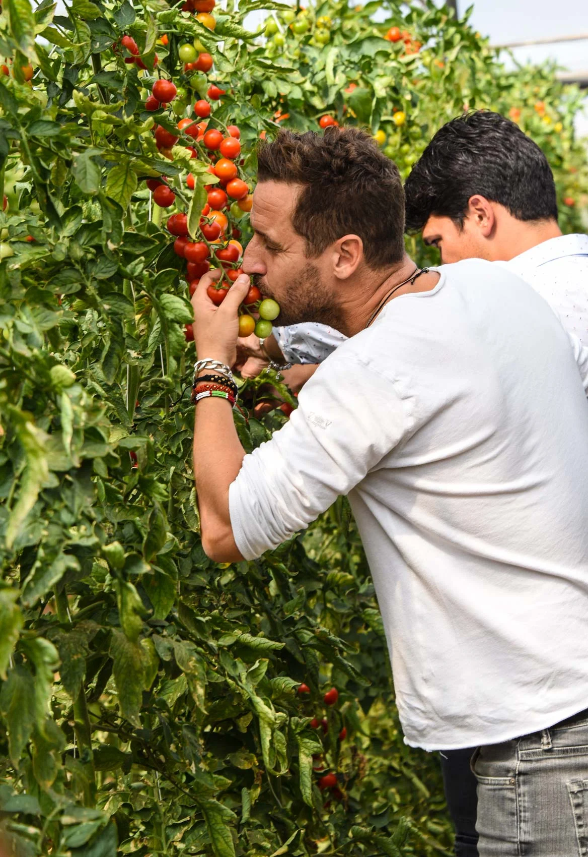 Harvesting ripe tomatoes in a greenhouse
