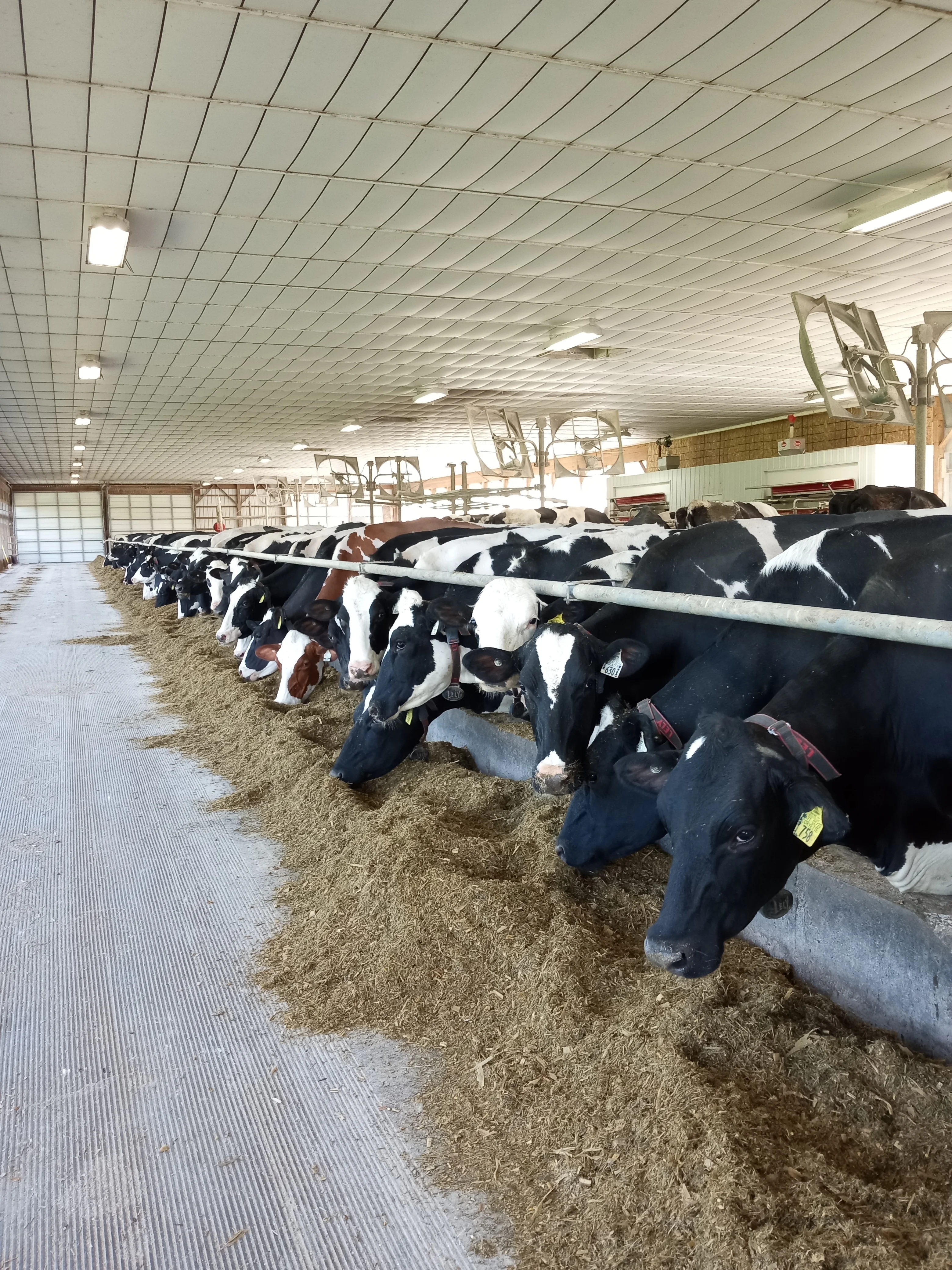 A group of cows feeding in a barn, lined up along a trough with a spacious interior.