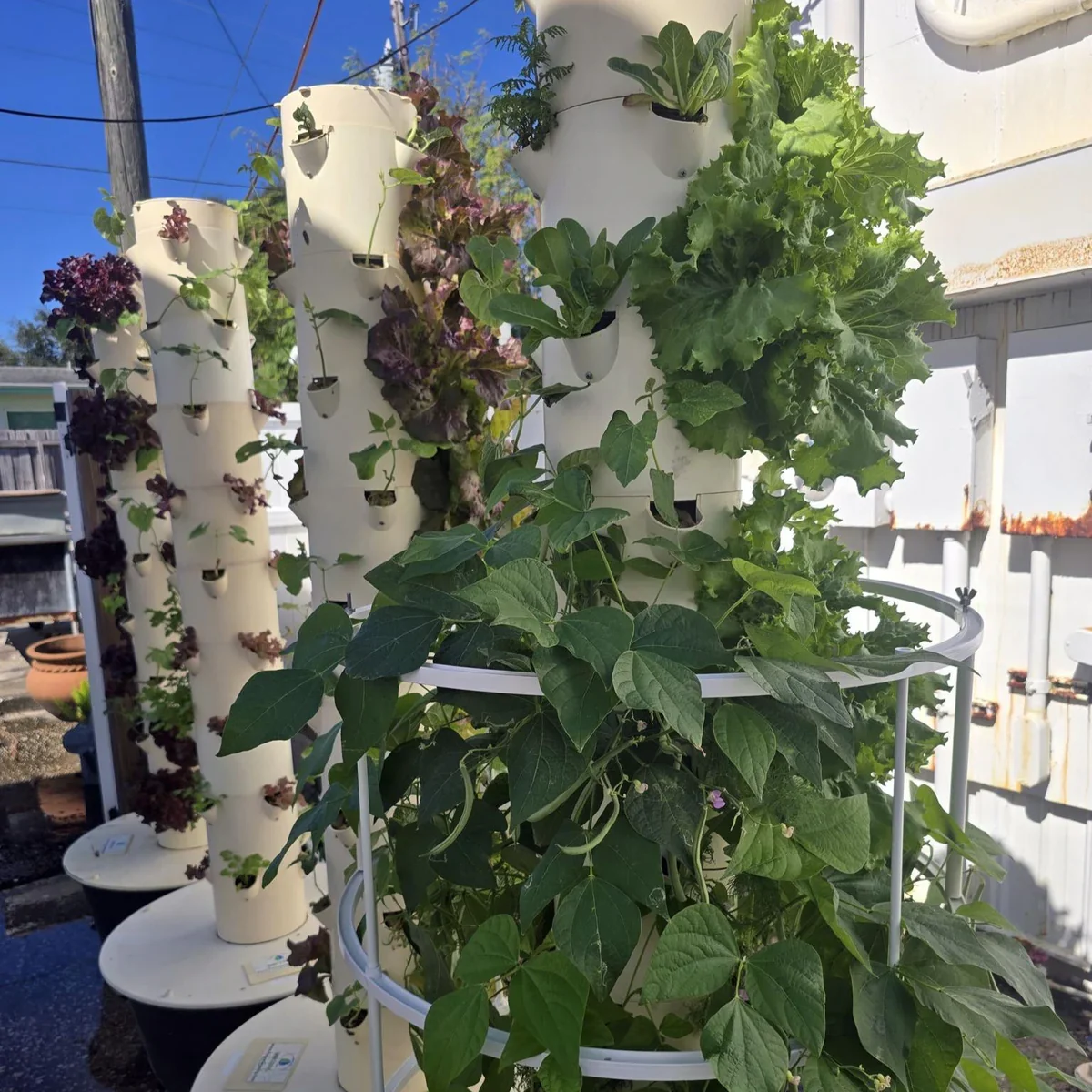 Vertical garden with fresh greens and herbs in urban setting