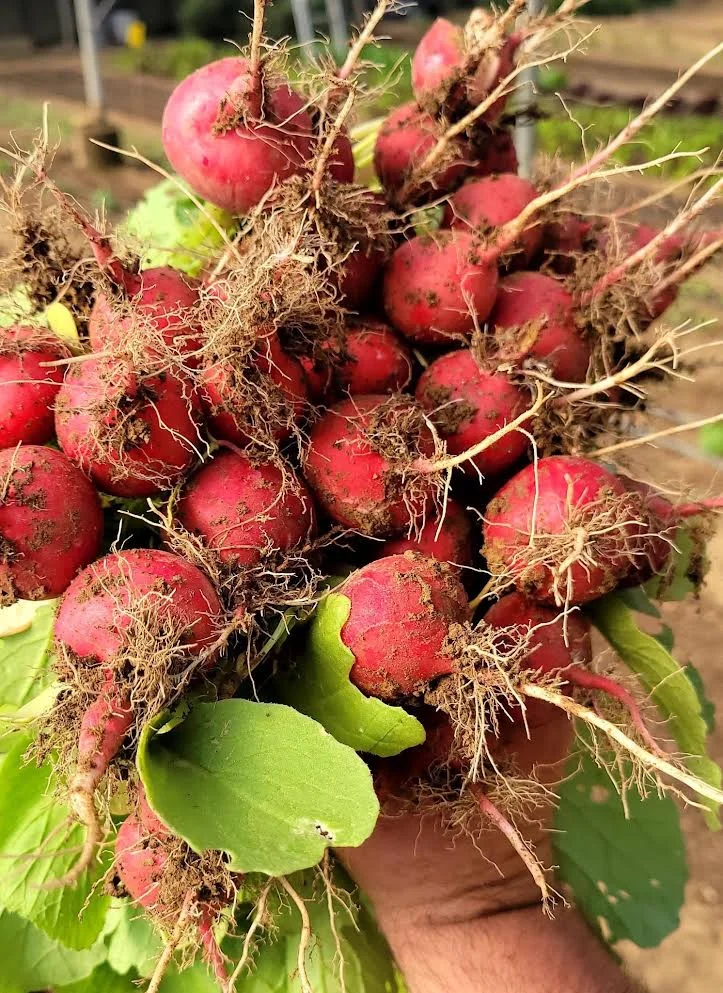 Freshly harvested radishes from the garden