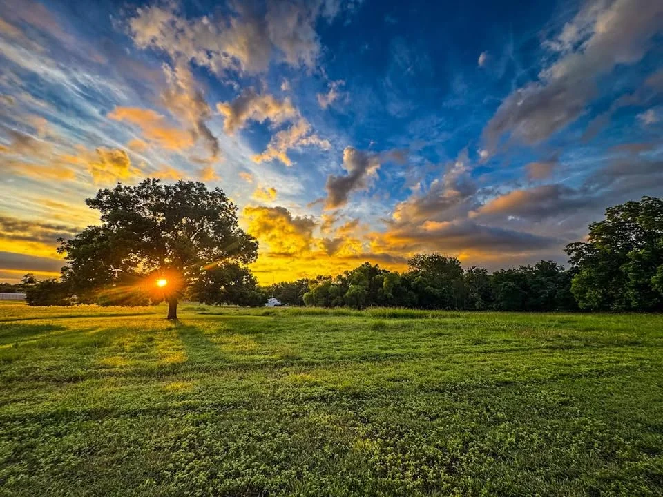 Sunset over a grassy field with a lone tree