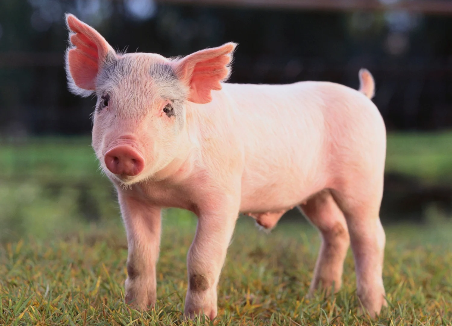 Adorable piglet standing on green grass