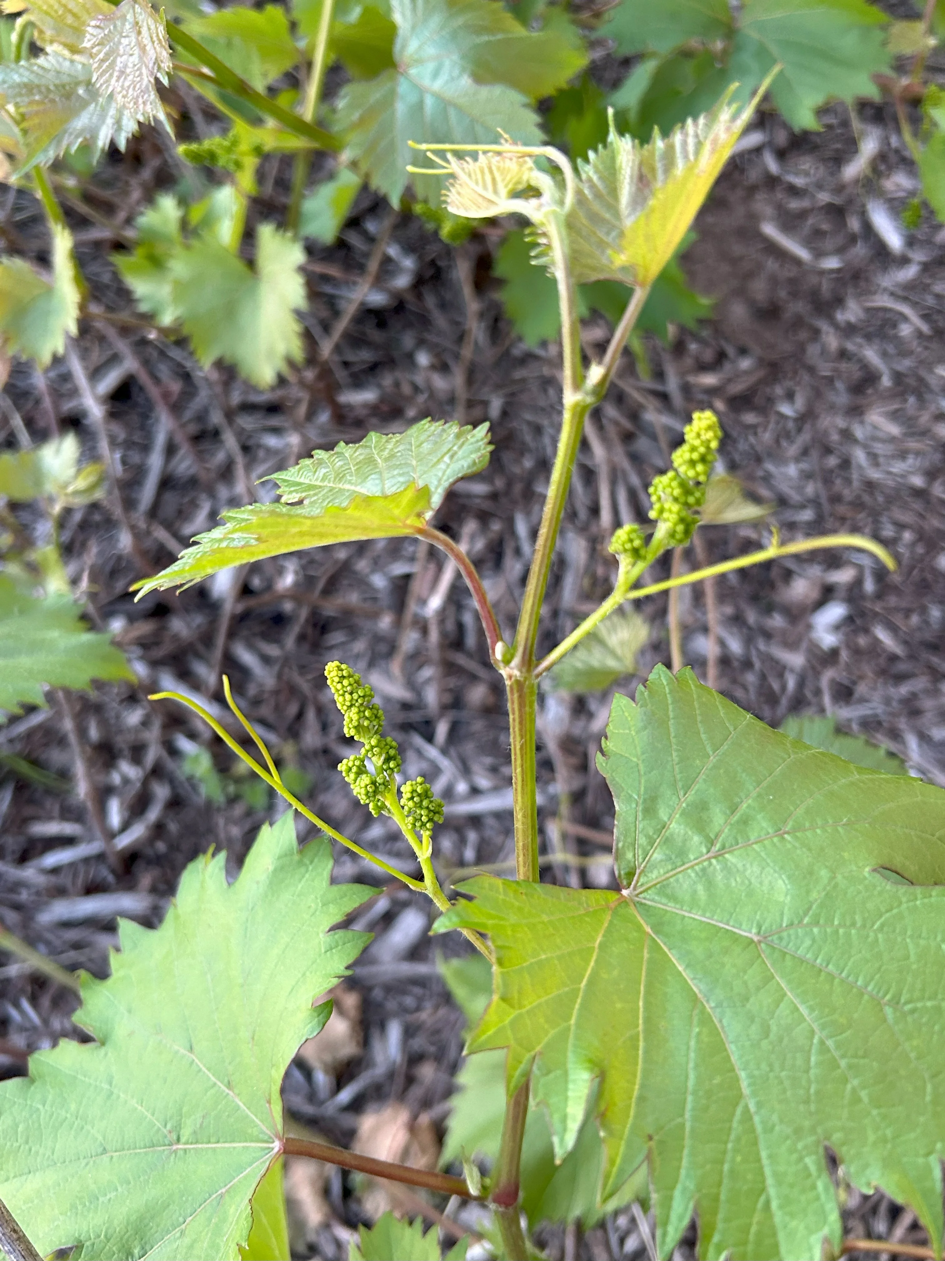Young grapevine with budding clusters in vineyard