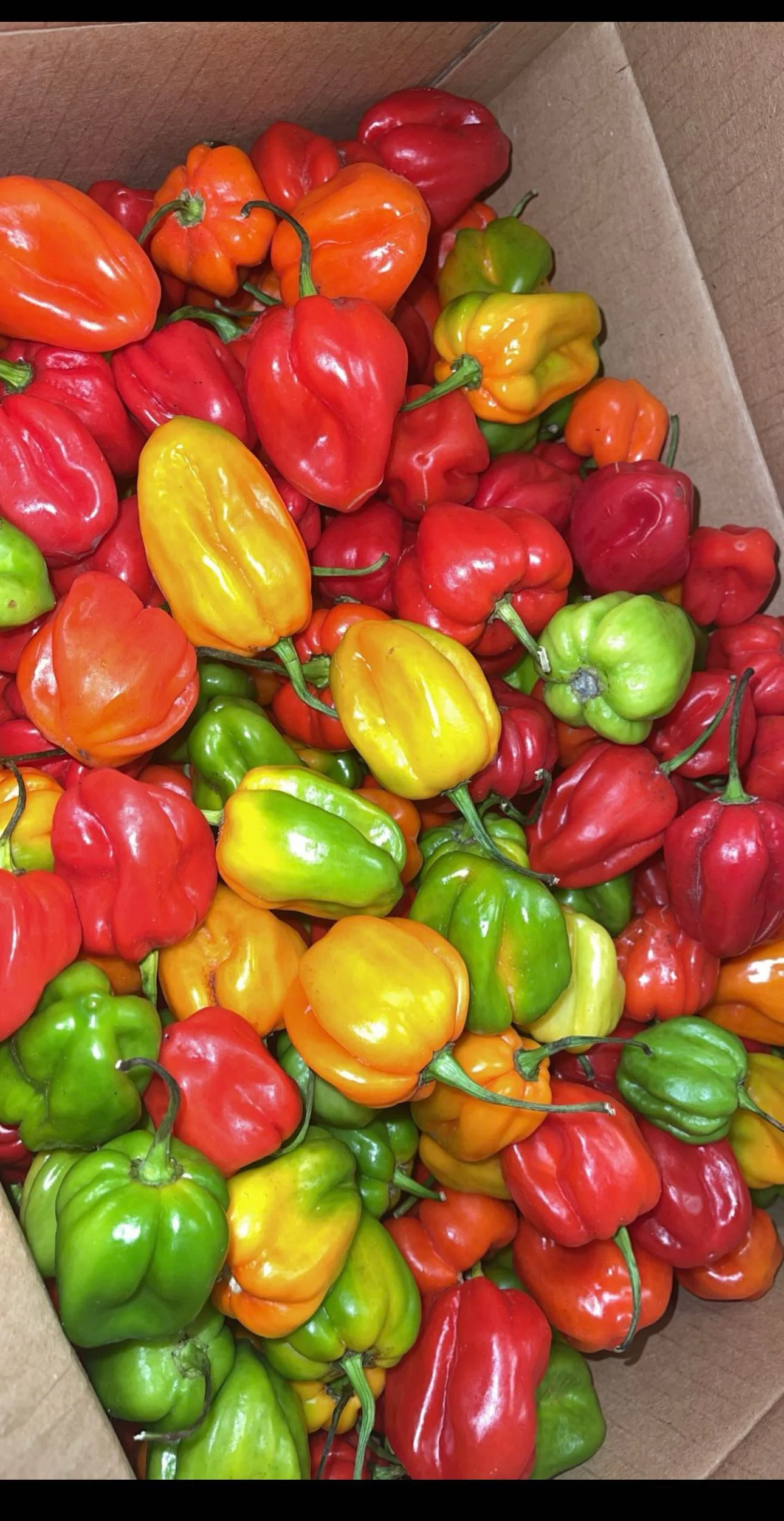 Colorful assortment of Caribbean habanero peppers
