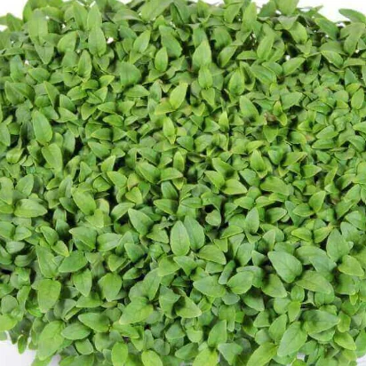 Fresh microgreens for culinary dishes and garnishes