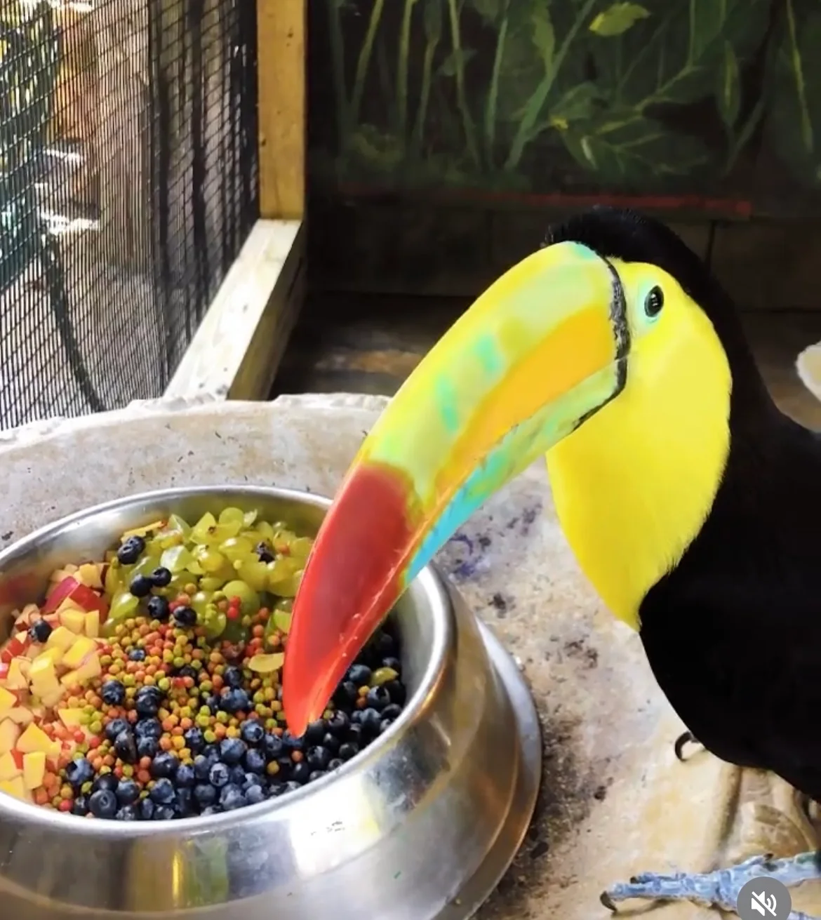 Toucans