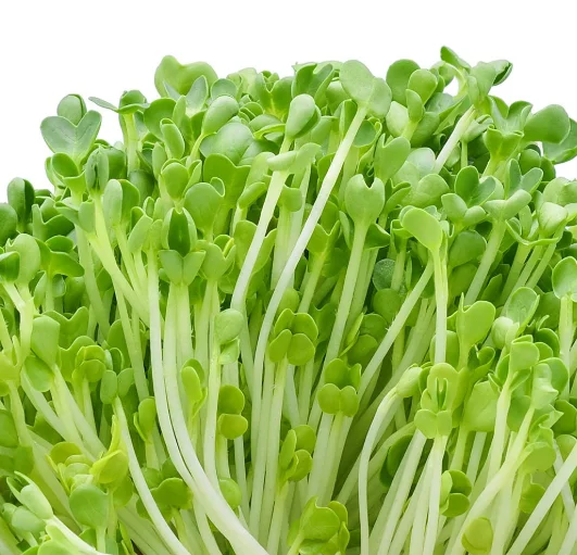 Fresh microgreens ready for culinary use
