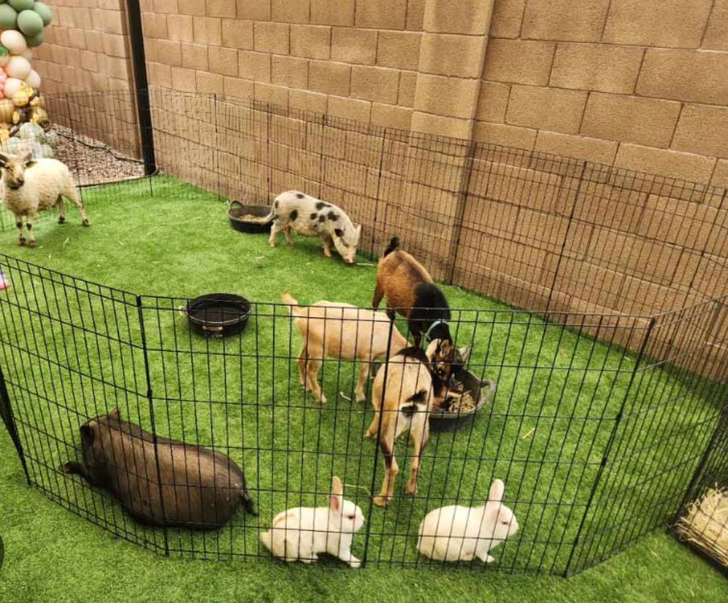 A fenced area with various small animals, including goats and rabbits, on a grass-like surface.