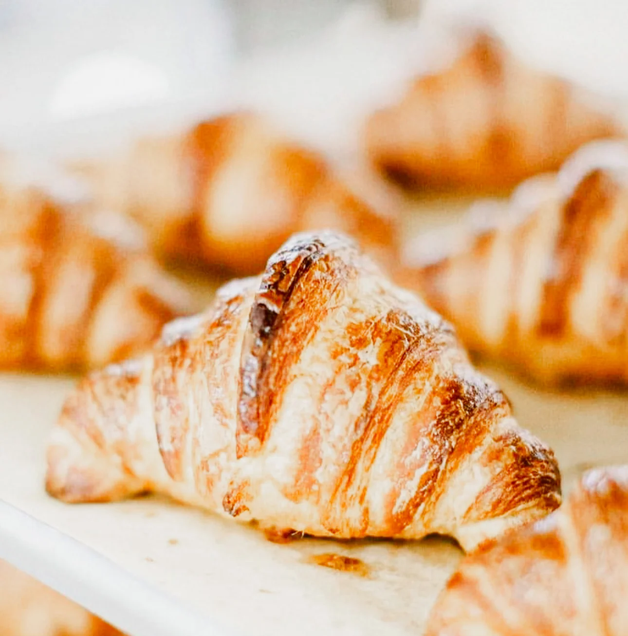 Freshly baked French croissants on a baking tray