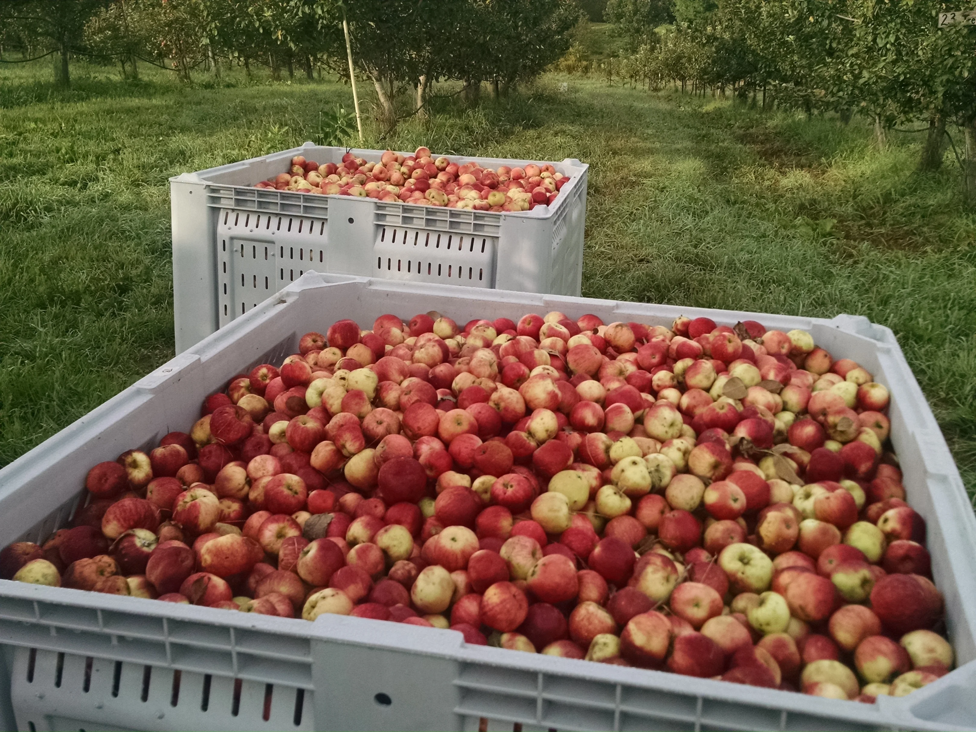 Harvested apples in crates at an orchard