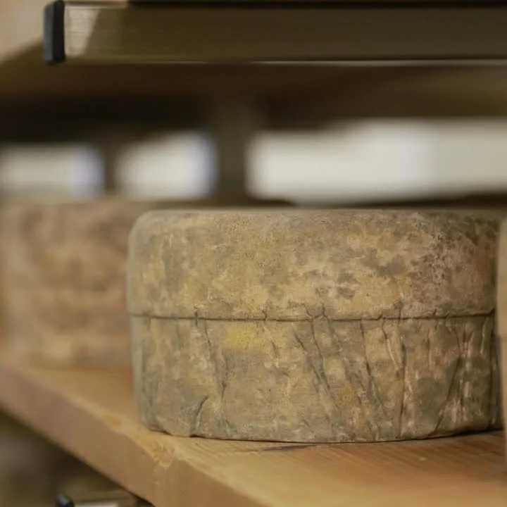 Aged cheese wheels on wooden shelves in a cheese cellar