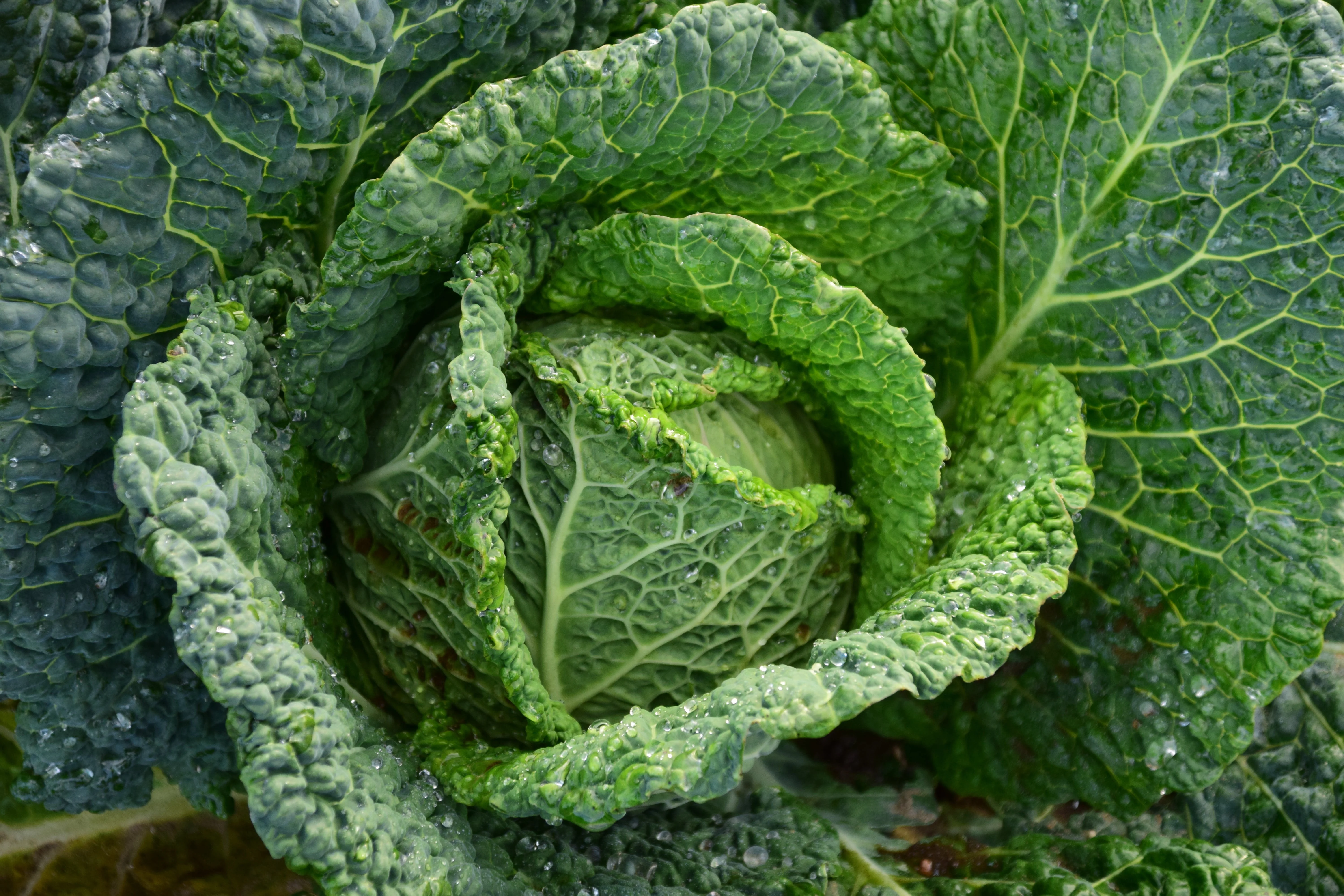 Fresh kale leaves with water droplets in close-up