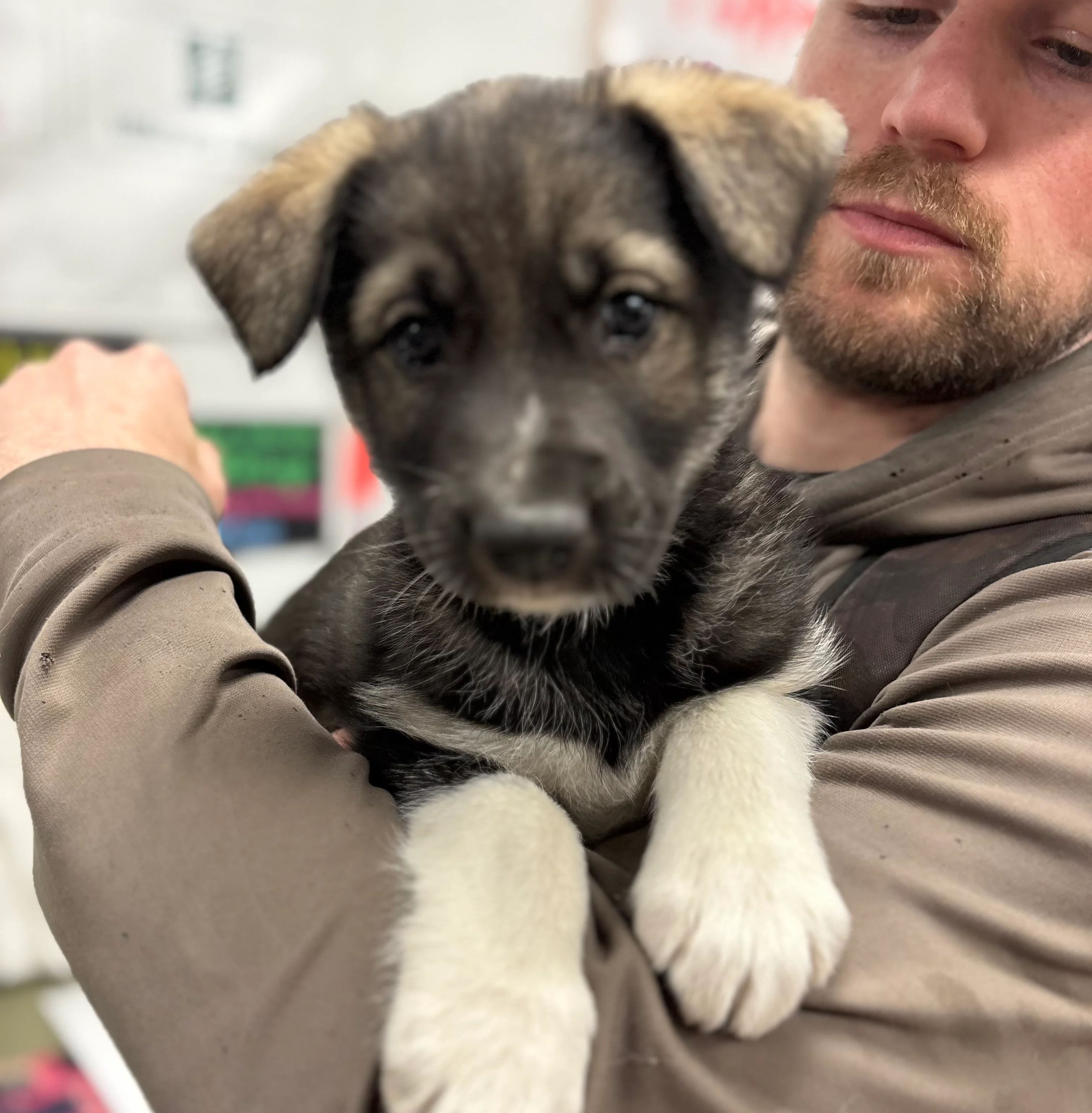 Alaskan Husky Puppy