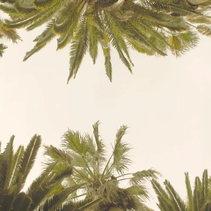 Palm trees
