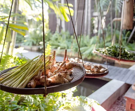 Fresh herbs and spices in a tropical garden setting