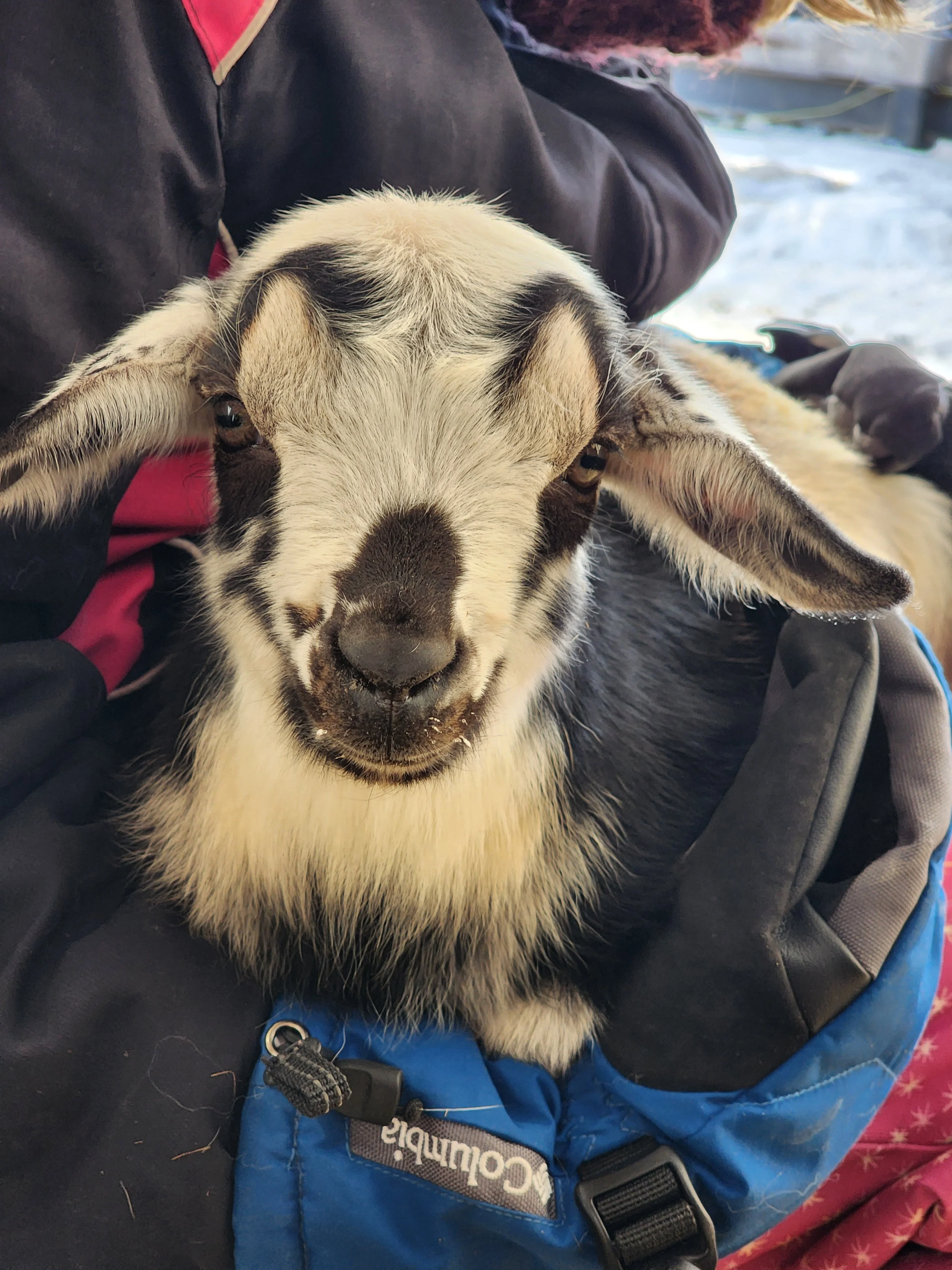 Adorable goat resting in a cozy backpack