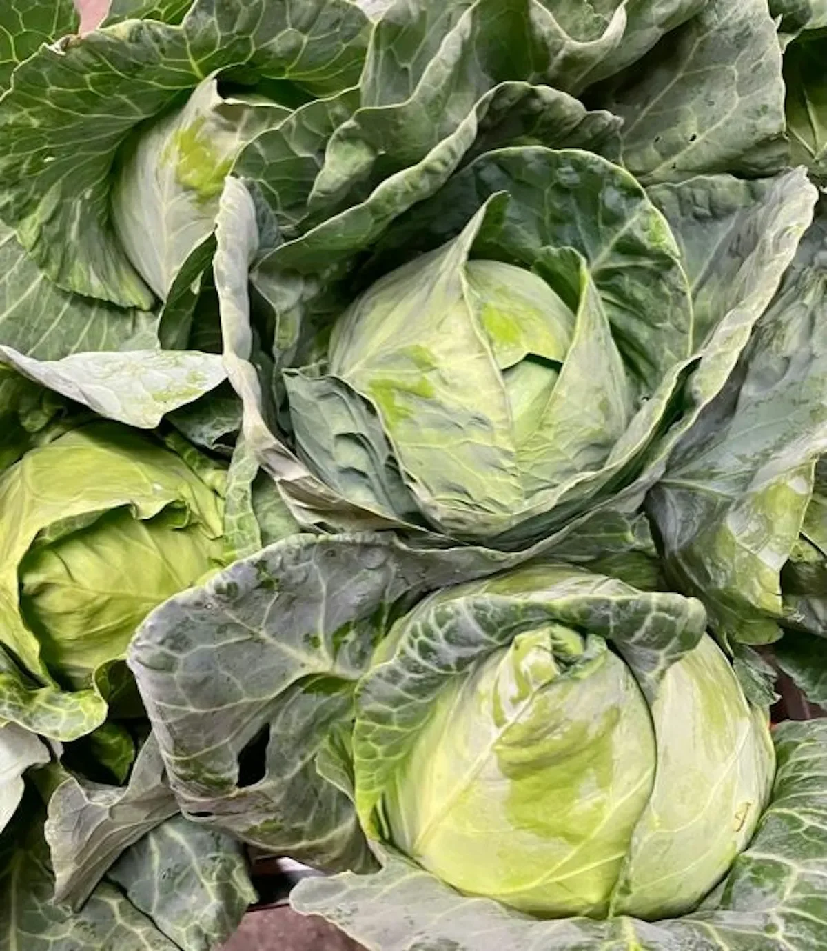 Pointed head cabbage on a wooden surface