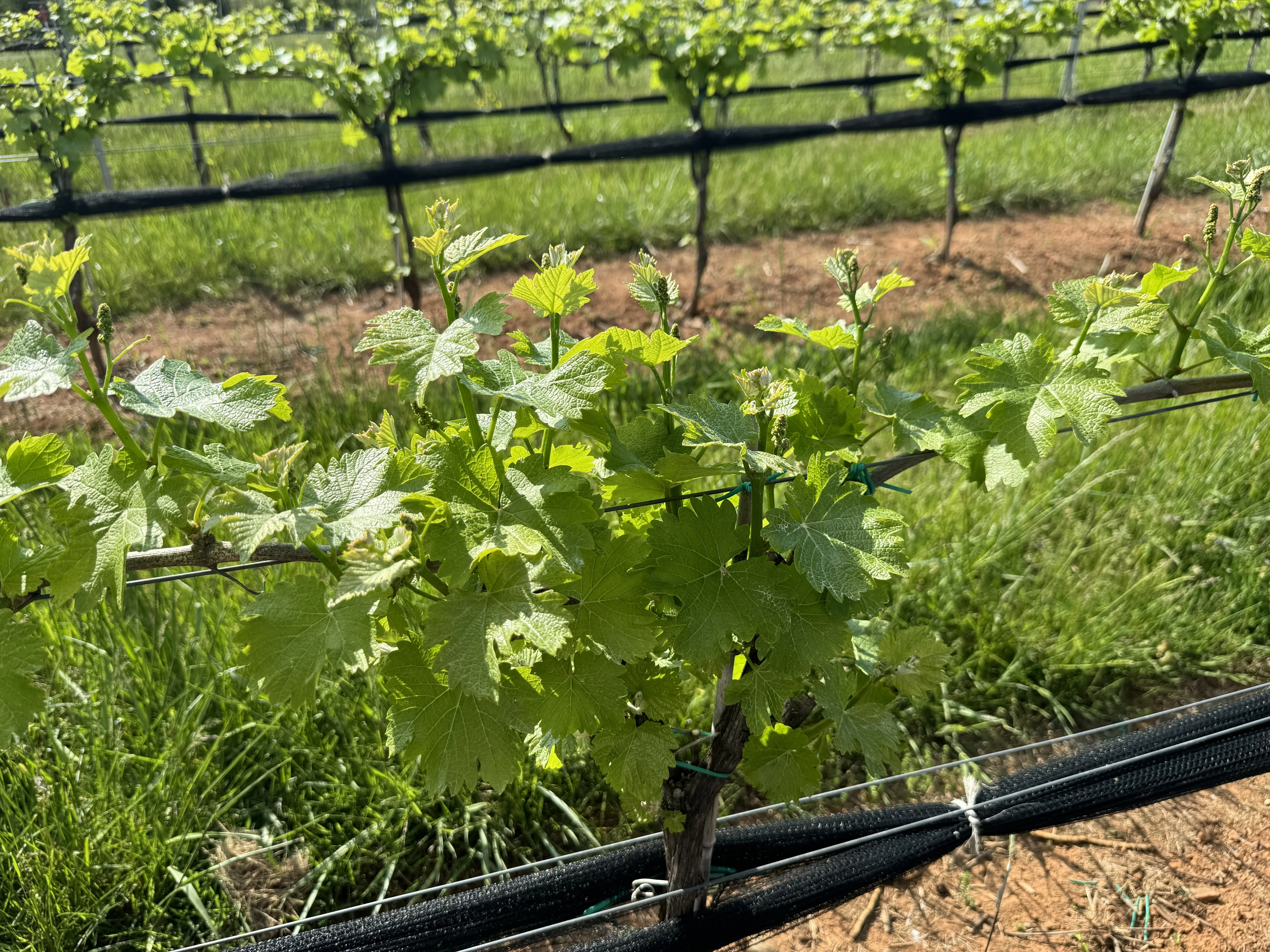 Vineyard with lush green grape leaves in spring