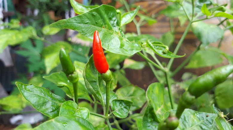 Vibrant chili peppers growing on a plant