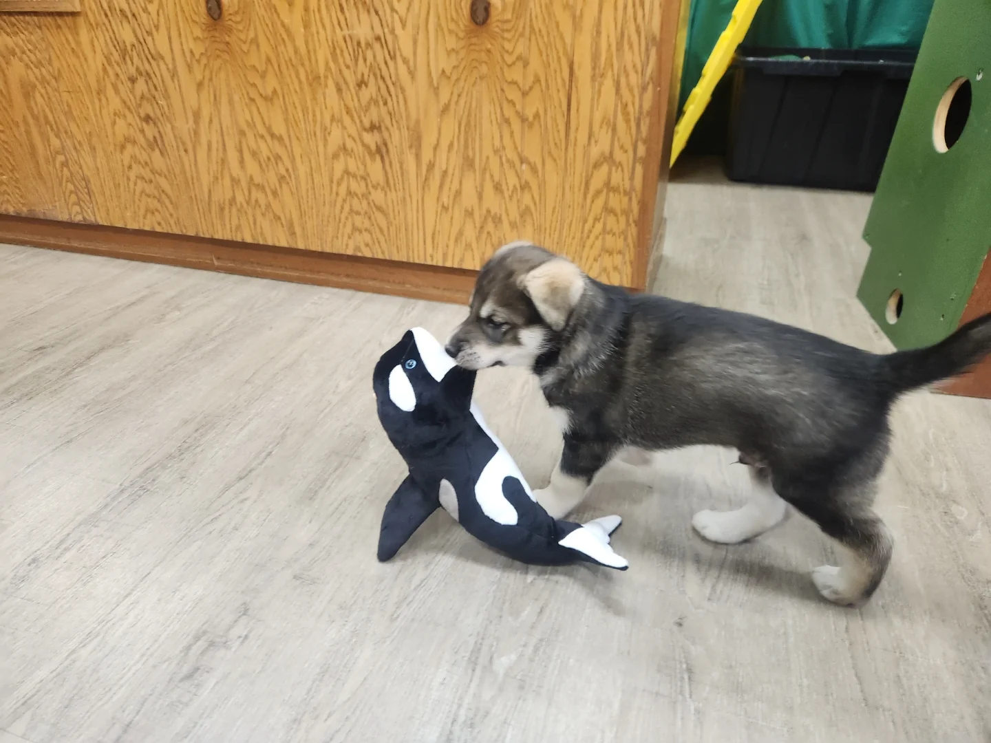 Puppy on the Move