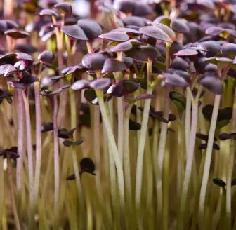Fresh microgreens ready for culinary use