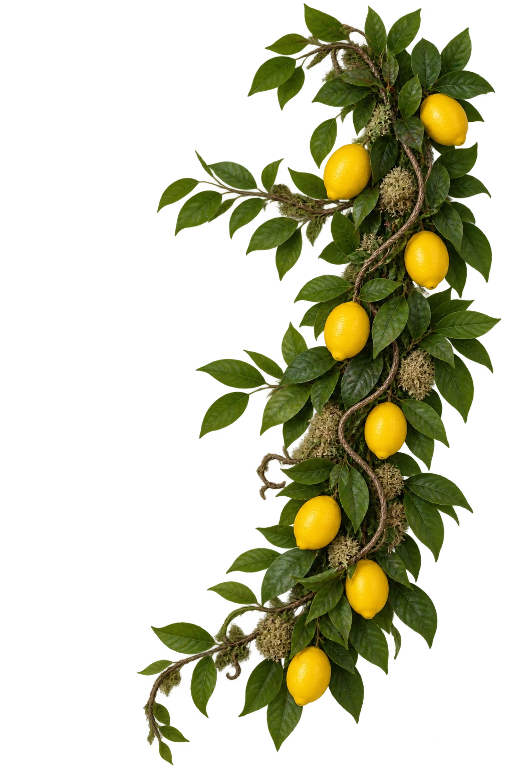 Vibrant lemon vine with fresh lemons and green leaves