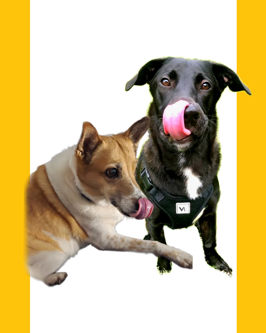 Two playful dogs licking their lips against a vibrant background