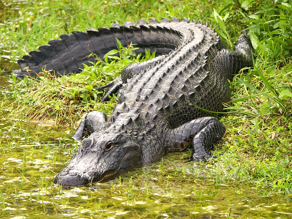 Large alligator resting by the water's edge