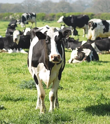 Black and white cows grazing in a sunny pasture