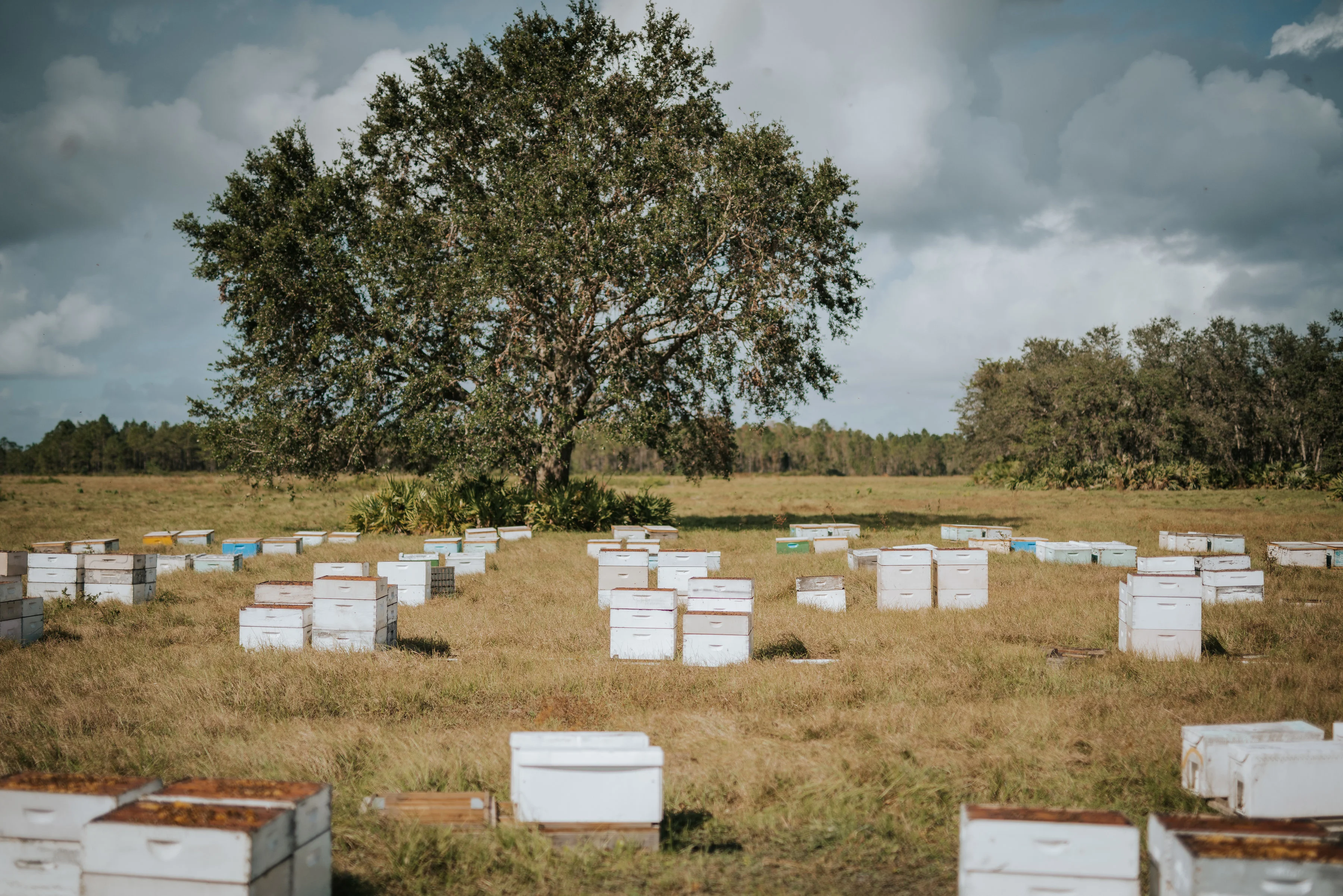Beehives in a sunny field under a large tree