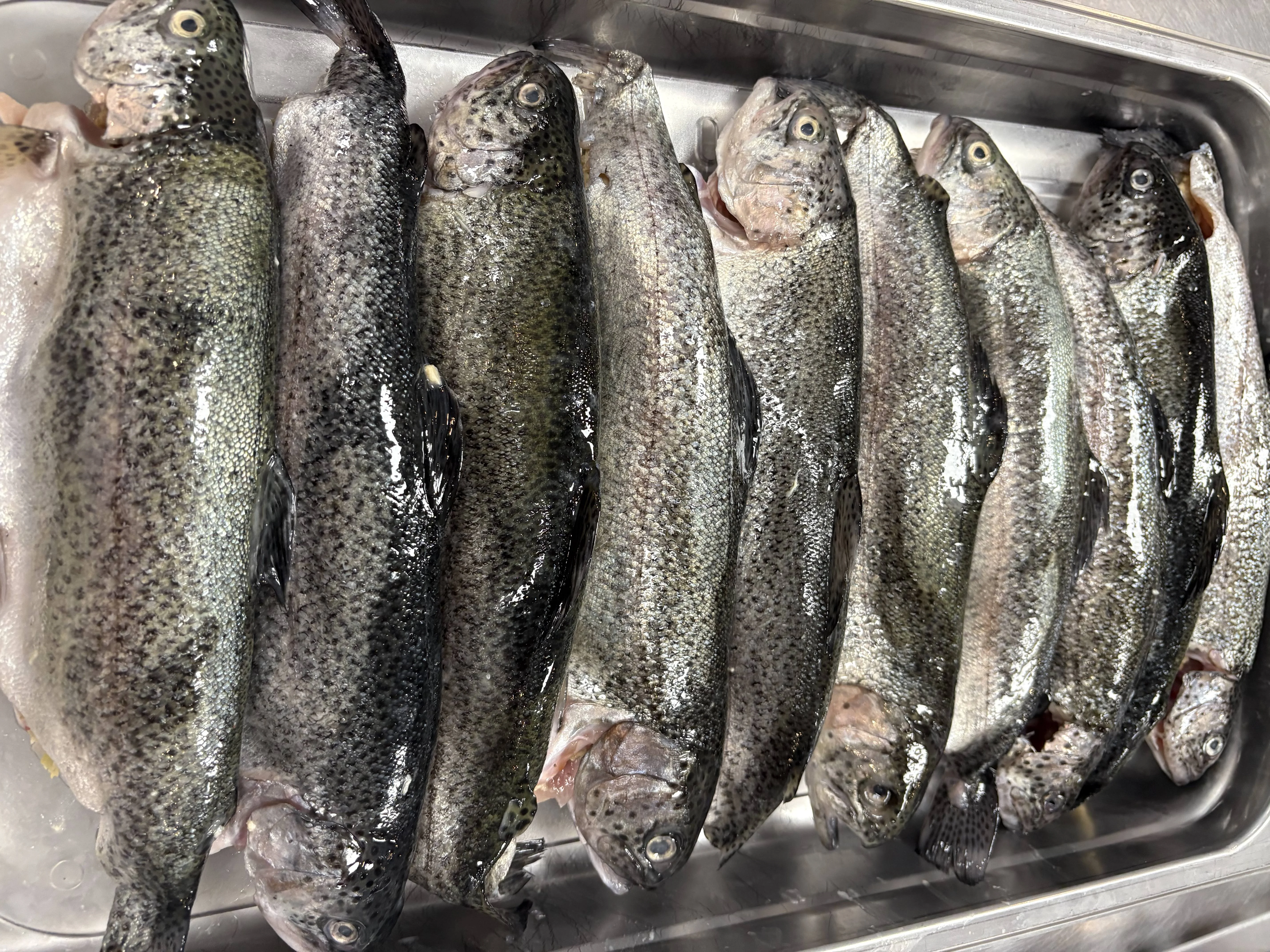 Freshly caught rainbow trout ready for cooking